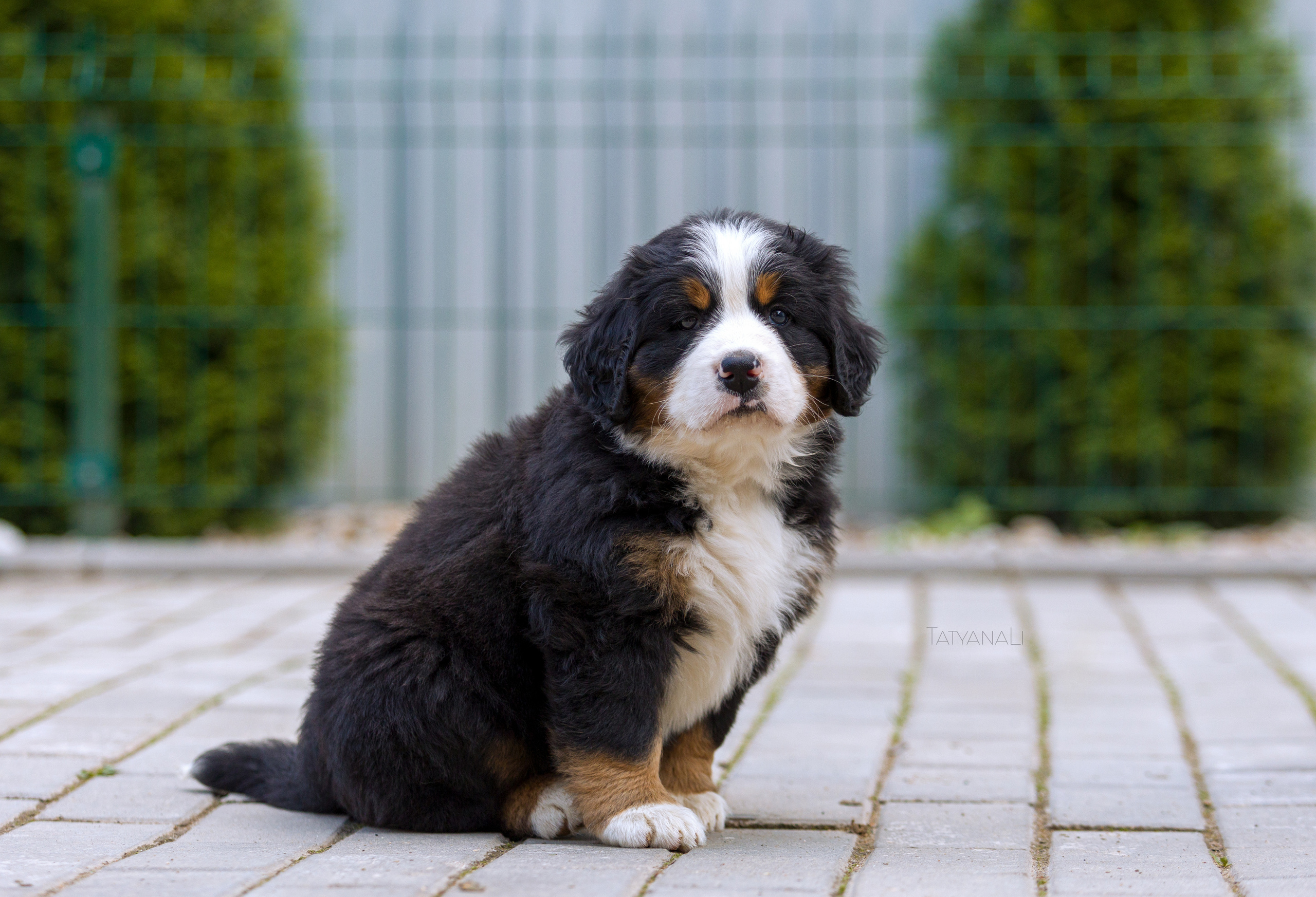 Бернский зенненхунд. Фотограф — анималист Татьяна Ли