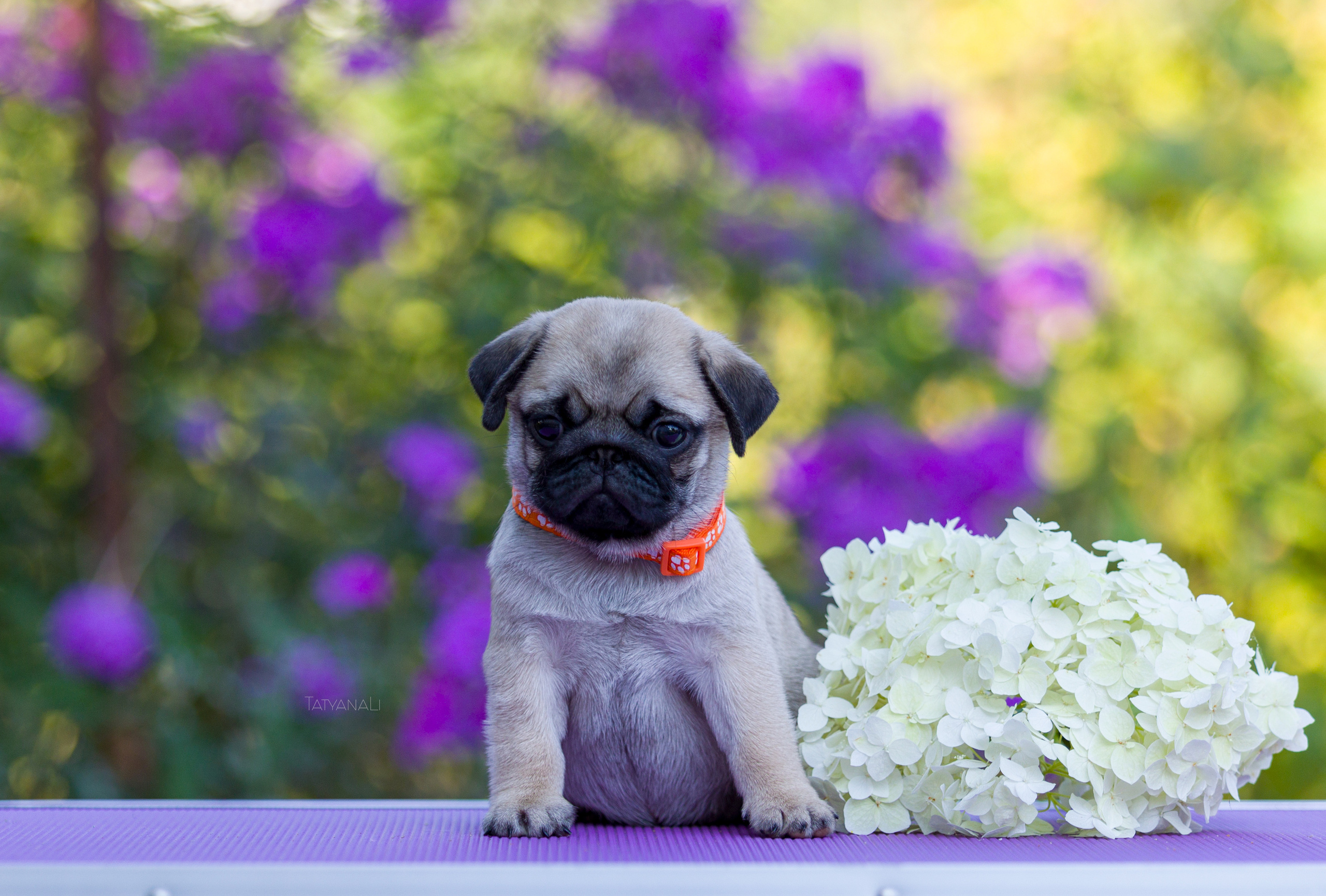 Мопс. Фотограф — анималист Татьяна Ли
