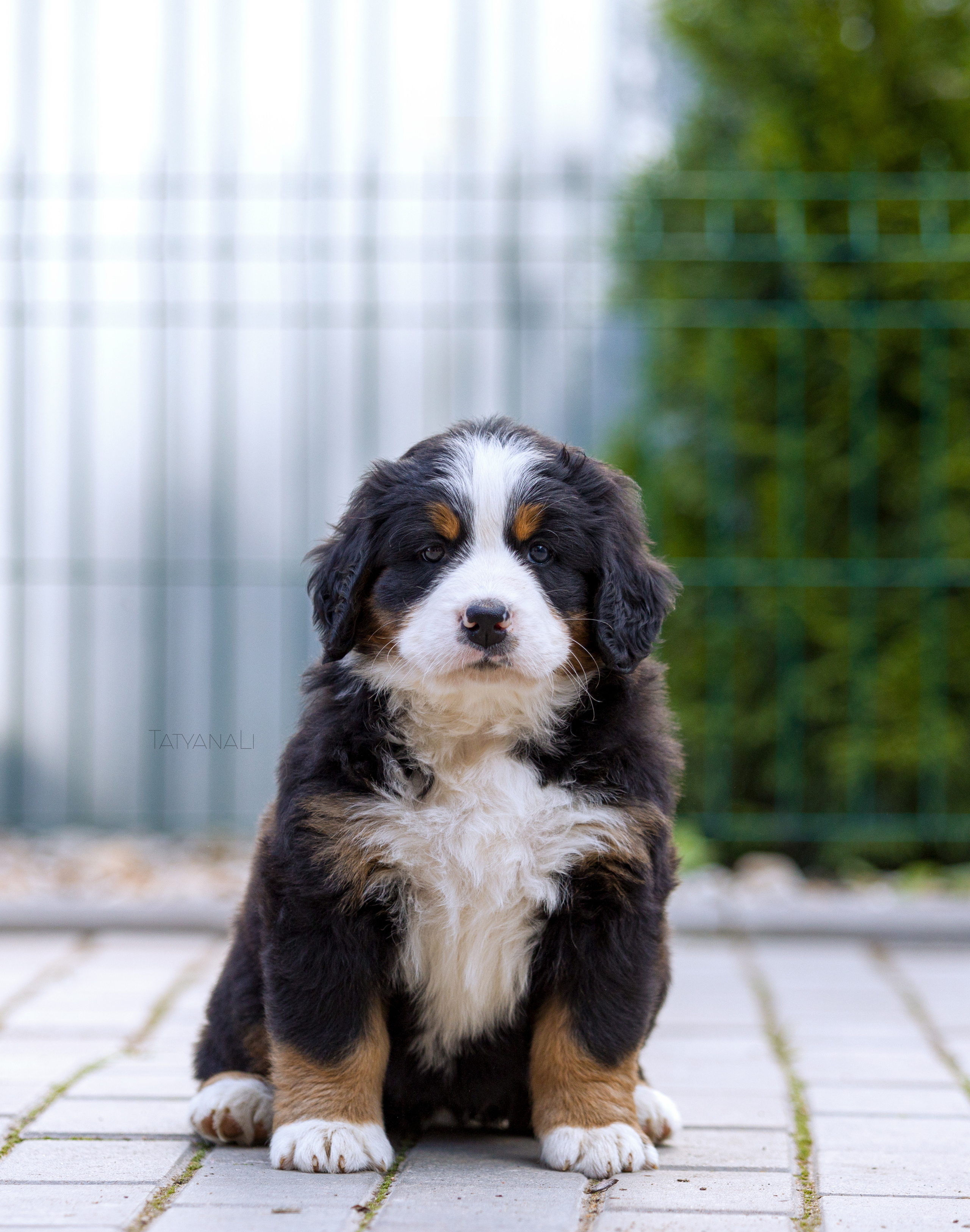 Бернский зенненхунд. Фотограф — анималист Татьяна Ли