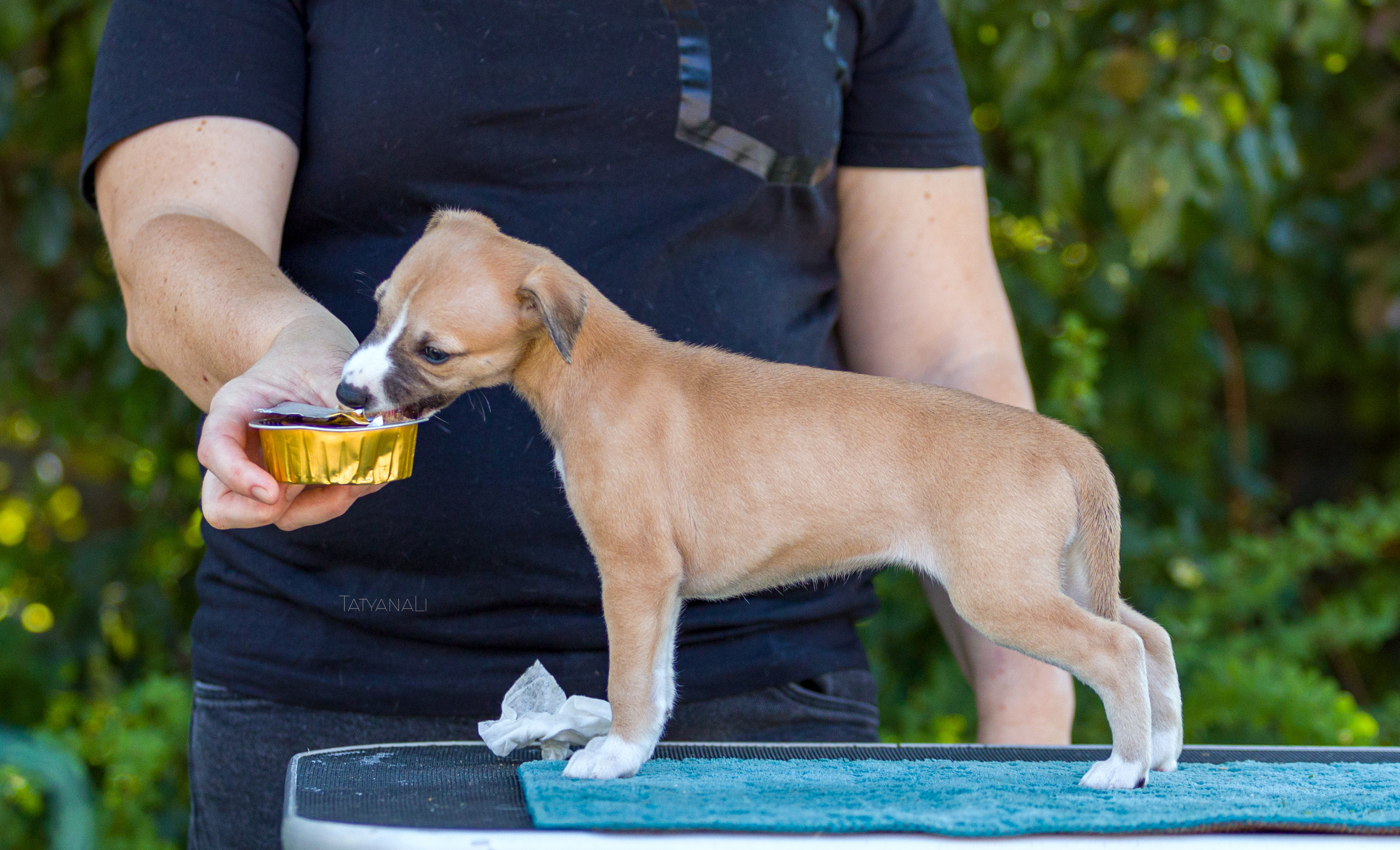 Уиппет. Фотограф — анималист Татьяна Ли