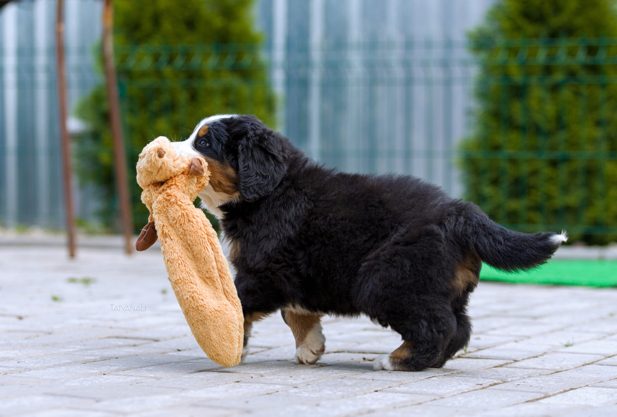 Бернский зенненхунд. Фотограф — анималист Татьяна Ли