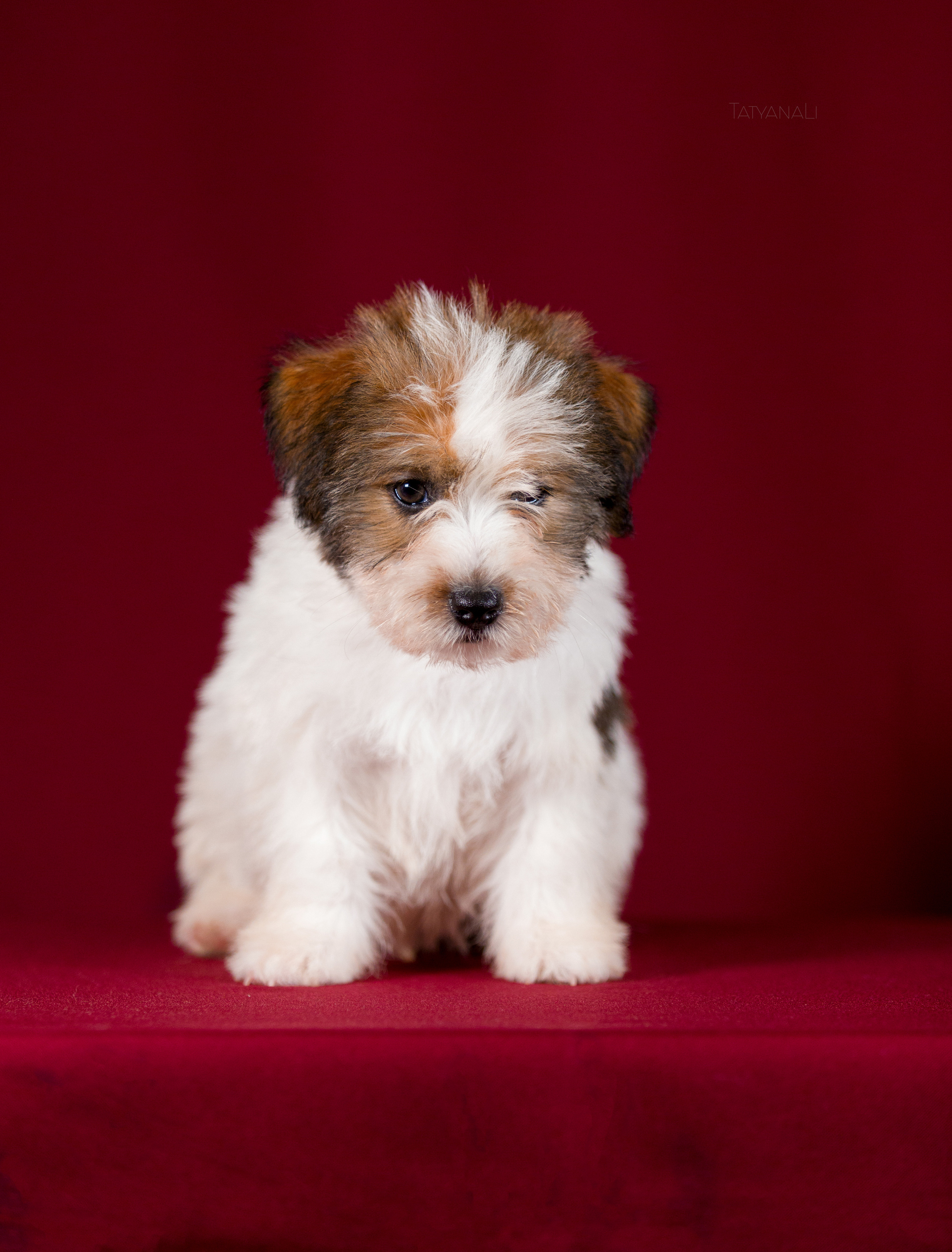 Джек-рассел-терьер. Фотограф — анималист Татьяна Ли