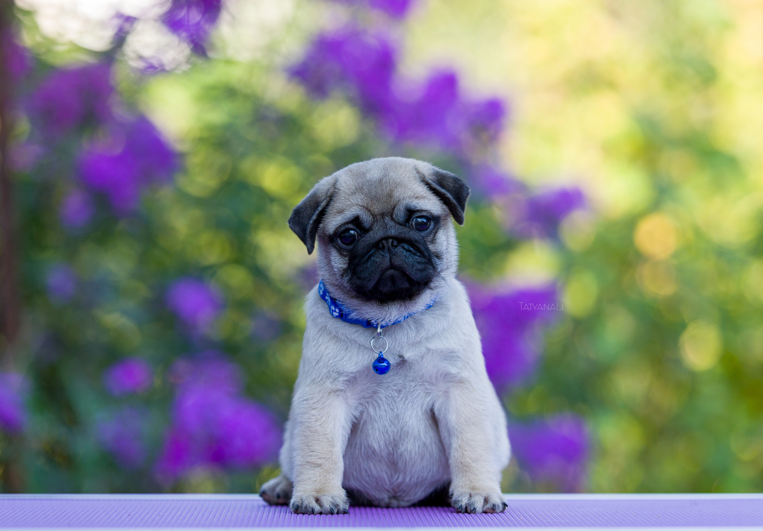 Мопс. Фотограф — анималист Татьяна Ли