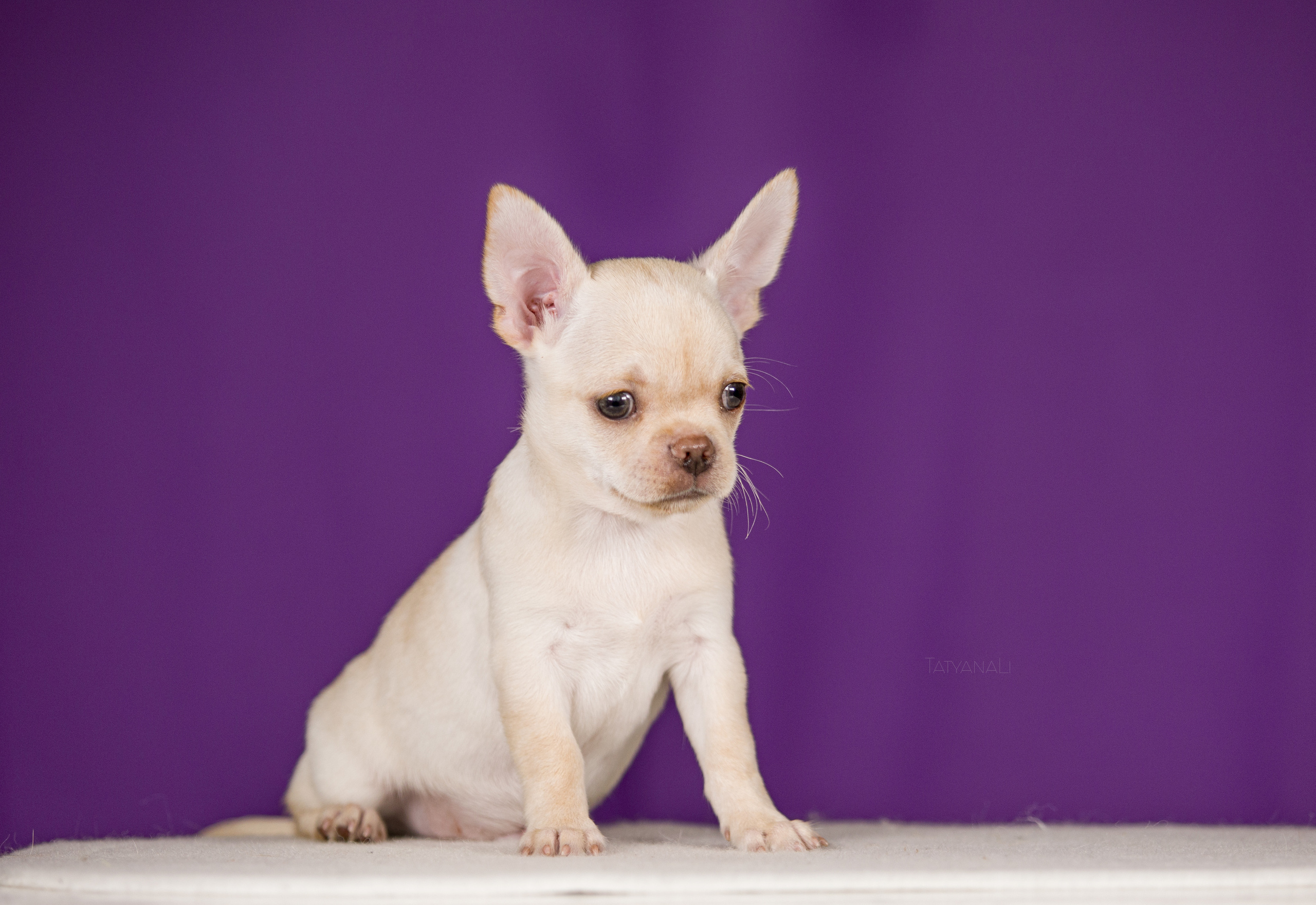 Чихуахуа. Фотограф — анималист Татьяна Ли