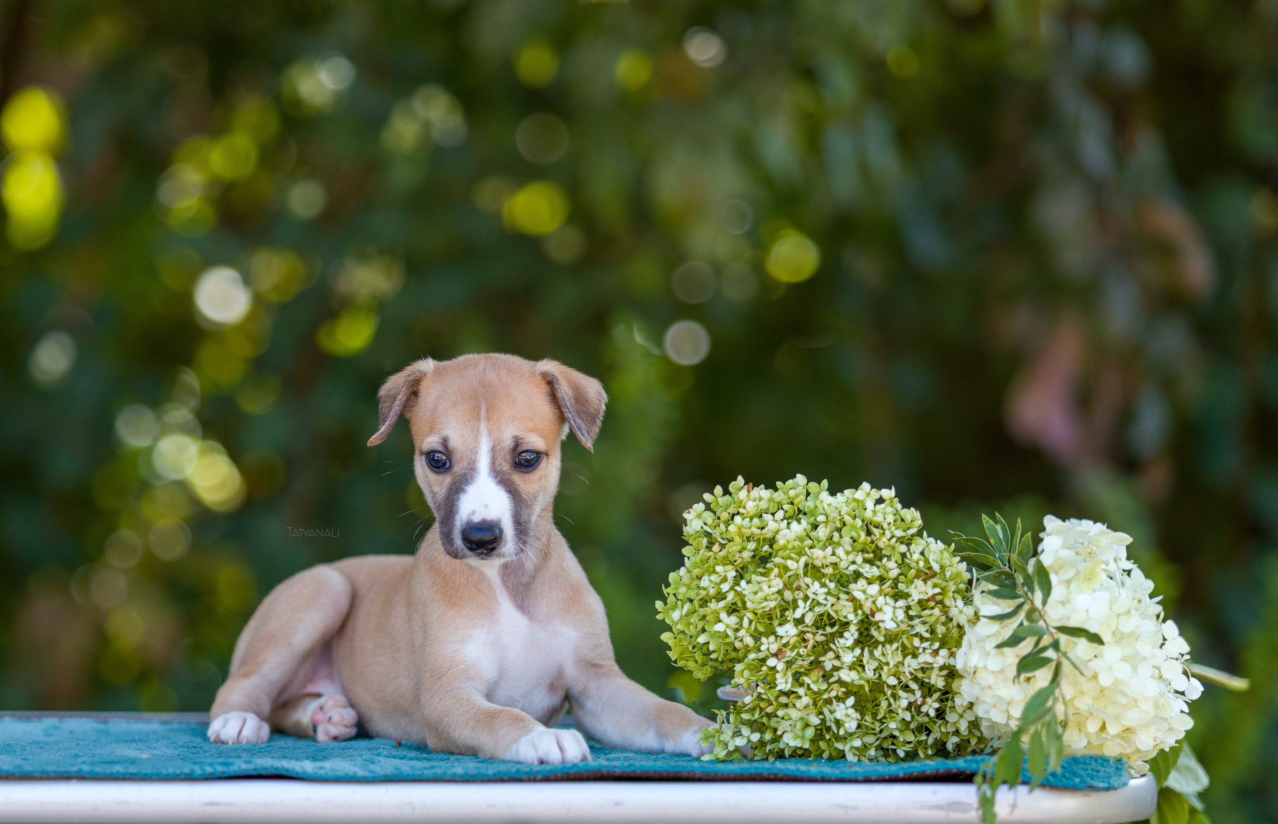Уиппет. Фотограф — анималист Татьяна Ли
