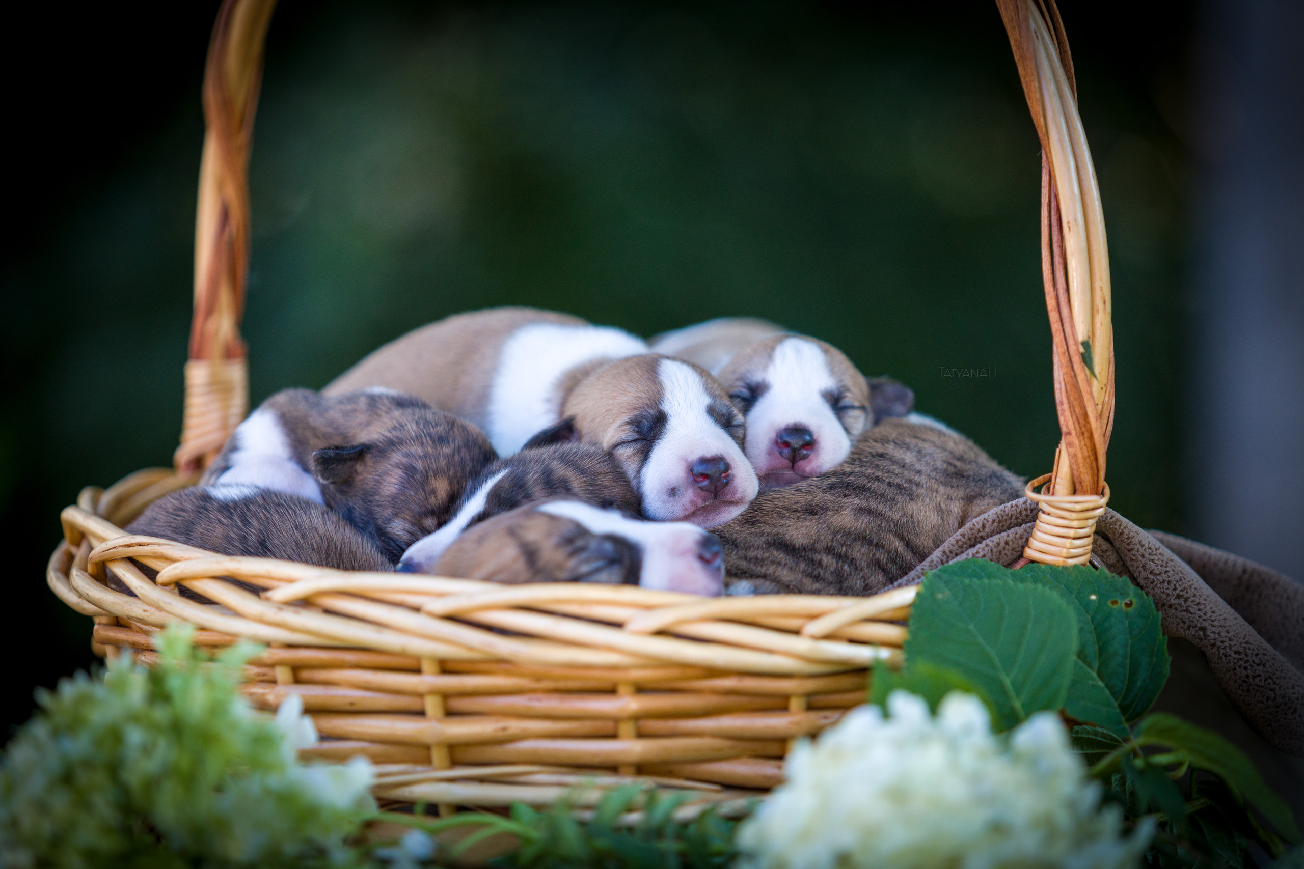 Уиппет. Фотограф — анималист Татьяна Ли