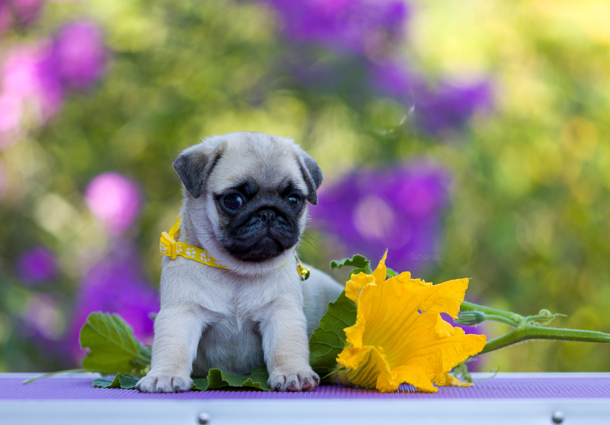 Мопс. Фотограф — анималист Татьяна Ли
