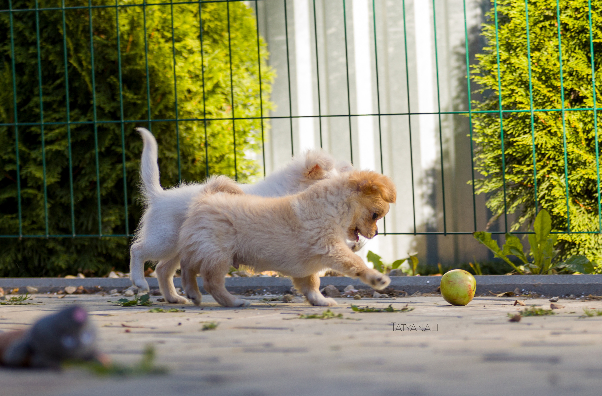 Ассорти. Фотограф — анималист Татьяна Ли