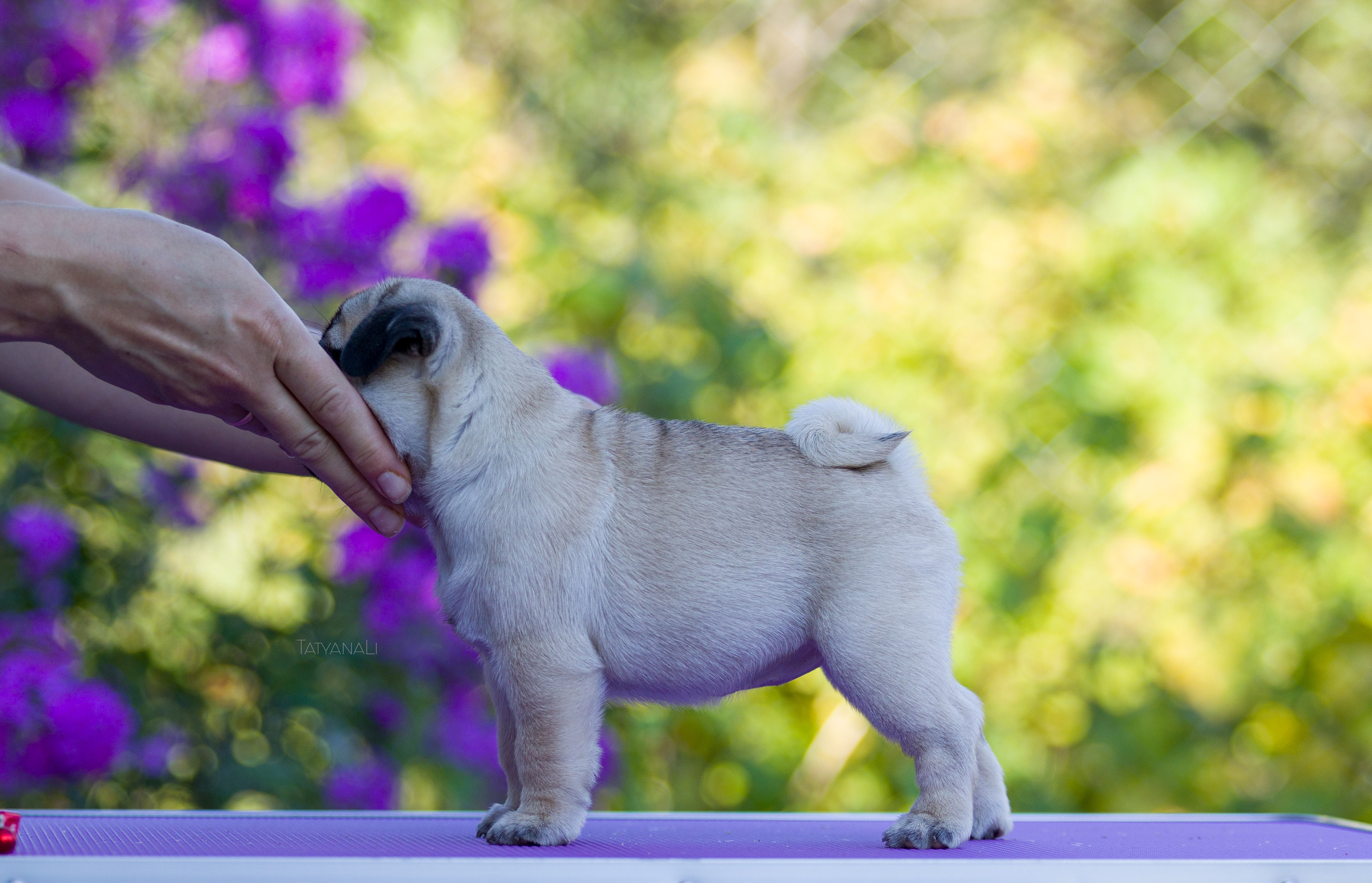 Мопс. Фотограф — анималист Татьяна Ли