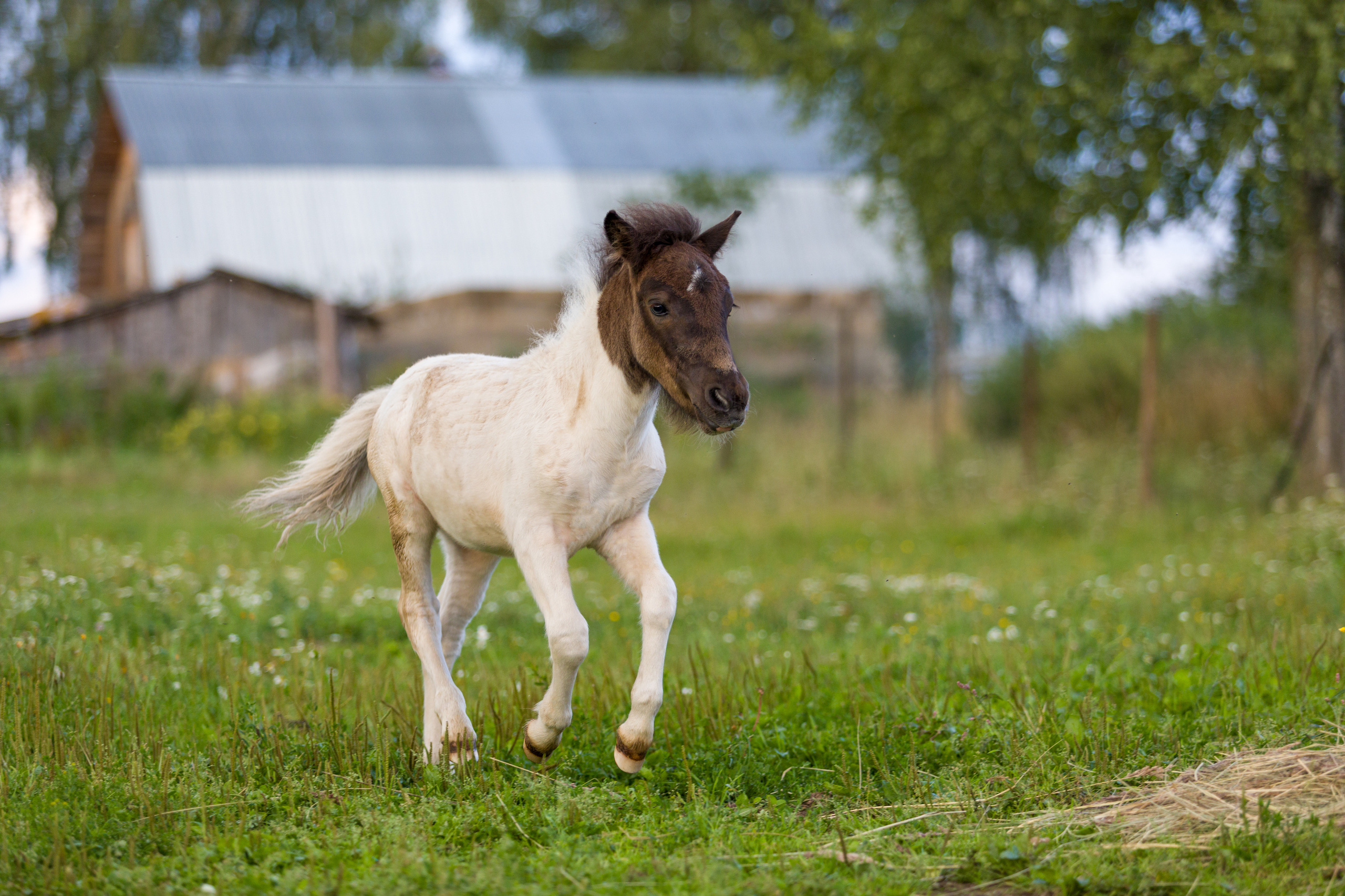 Пони и кони. Фотограф — анималист Татьяна Ли