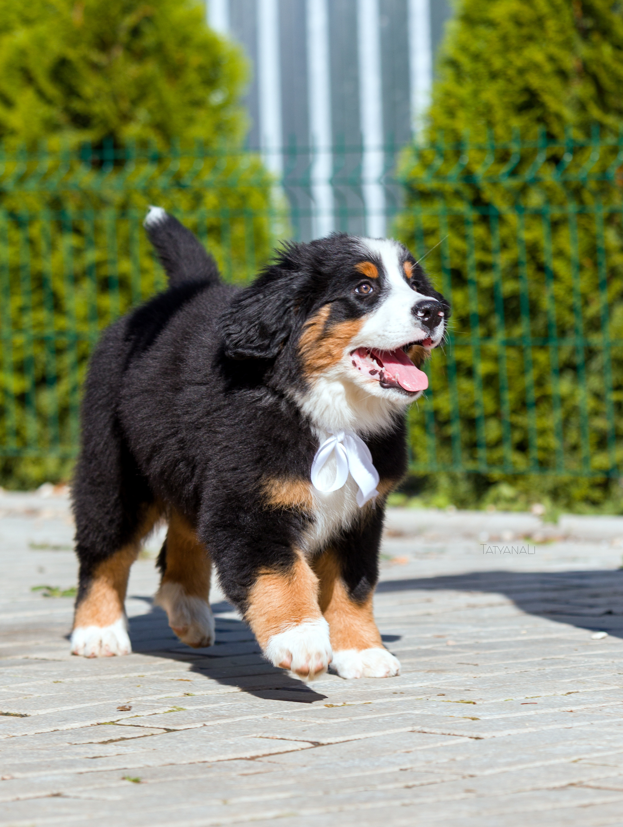 Ассорти. Фотограф — анималист Татьяна Ли