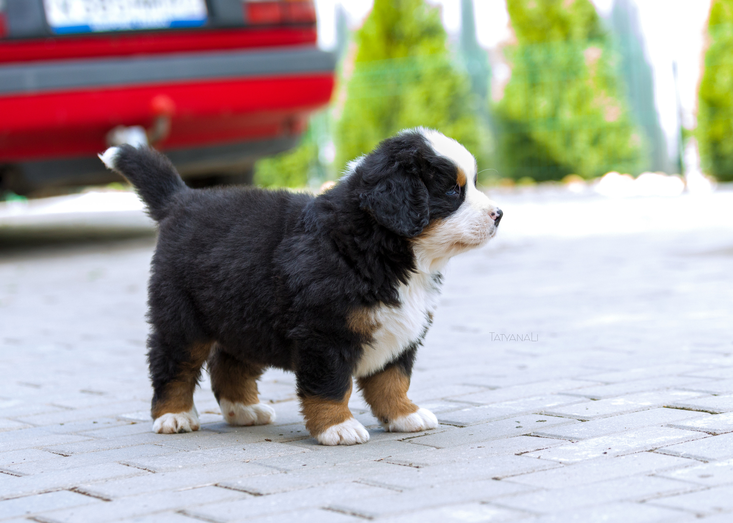 Бернский зенненхунд. Фотограф — анималист Татьяна Ли