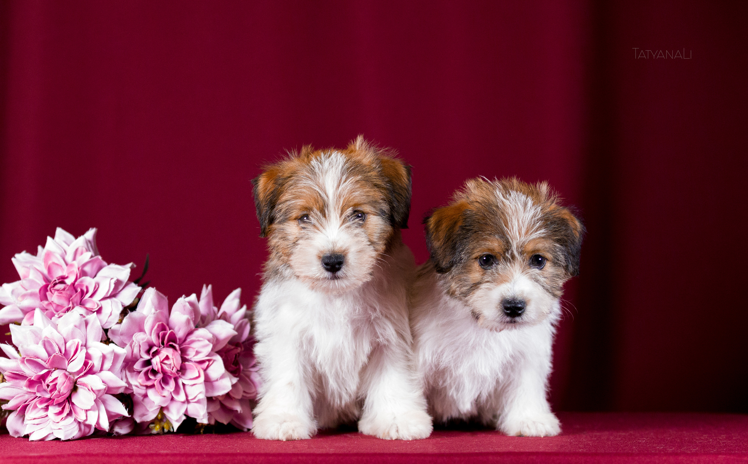 Джек-рассел-терьер. Фотограф — анималист Татьяна Ли