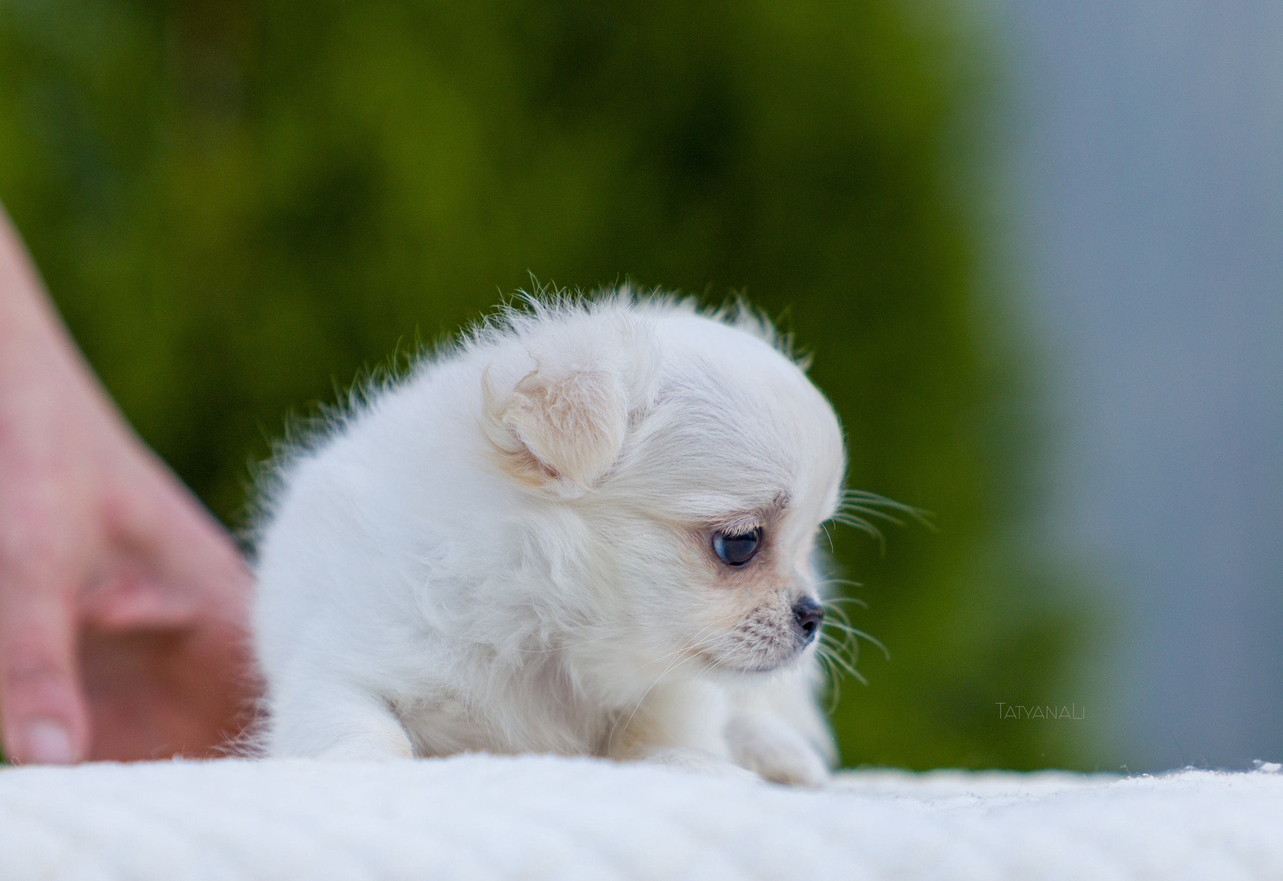 Чихуахуа дш. Фотограф — анималист Татьяна Ли