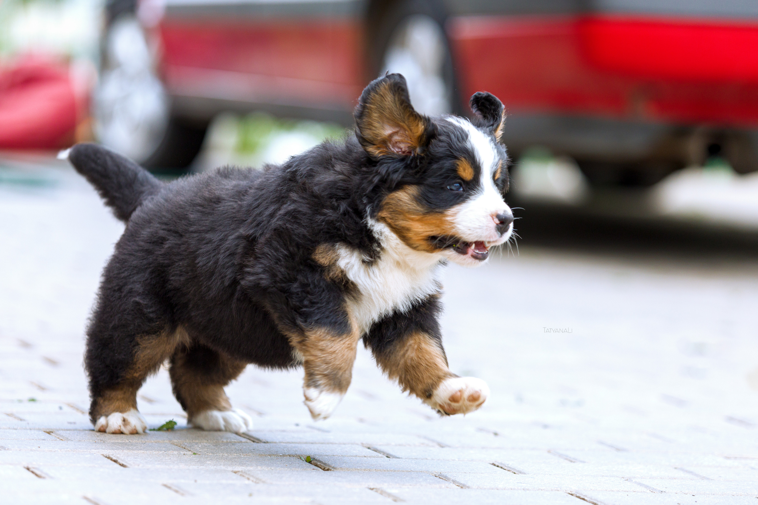 Бернский зенненхунд. Фотограф — анималист Татьяна Ли