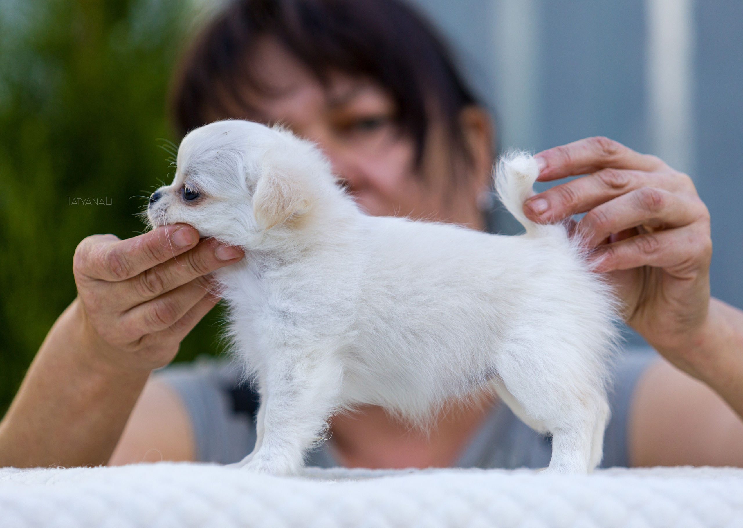 Чихуахуа дш. Фотограф — анималист Татьяна Ли