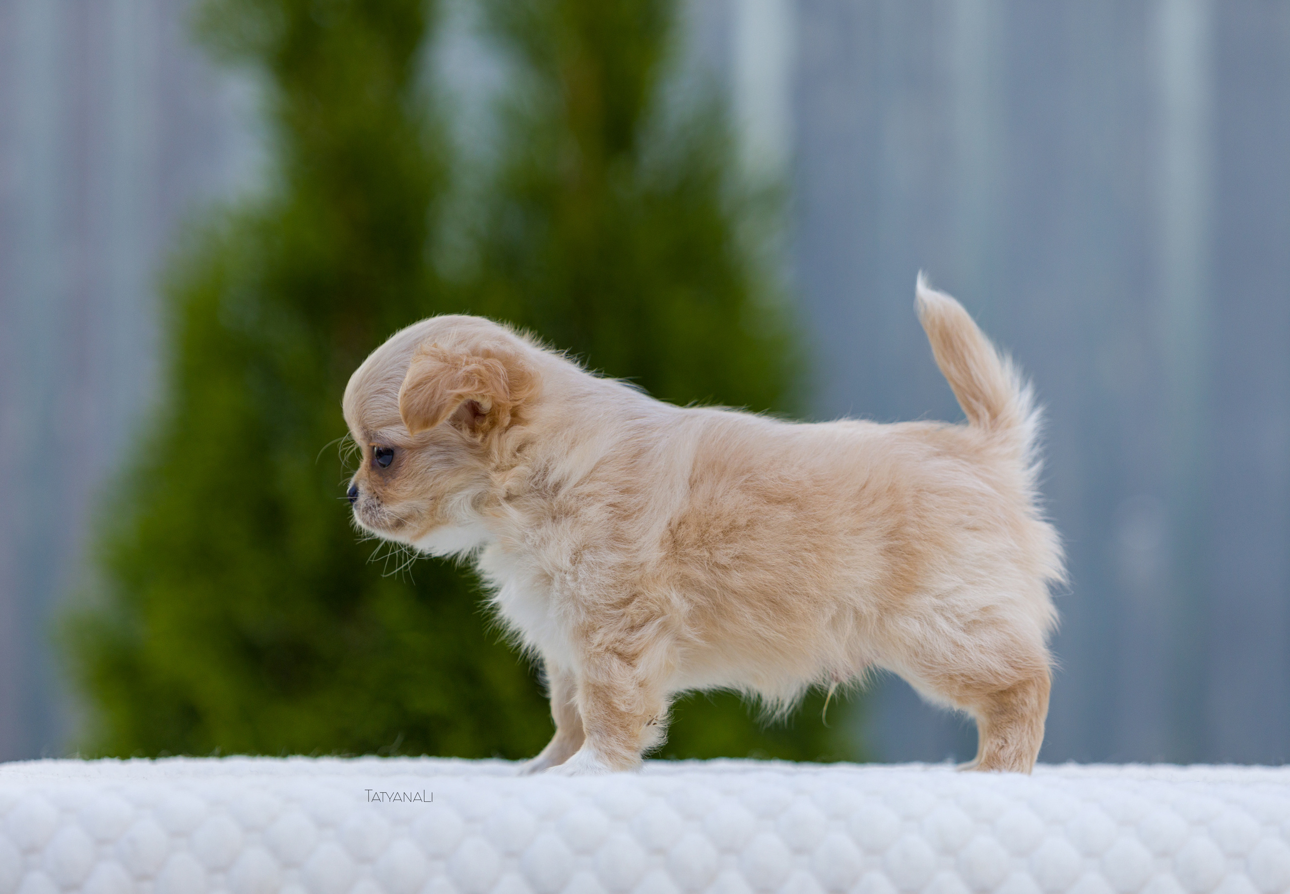 Чихуахуа дш. Фотограф — анималист Татьяна Ли