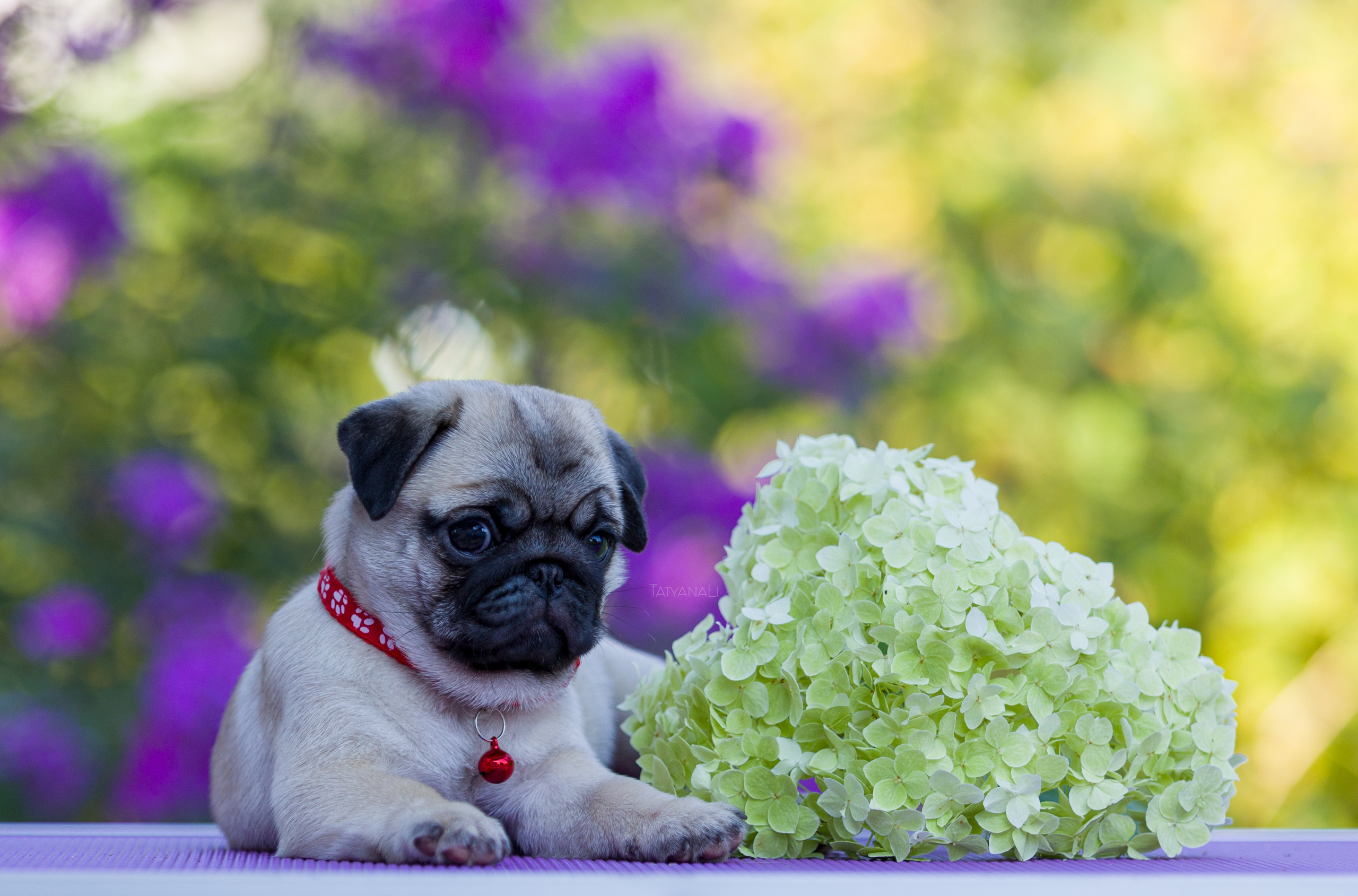 Мопс. Фотограф — анималист Татьяна Ли