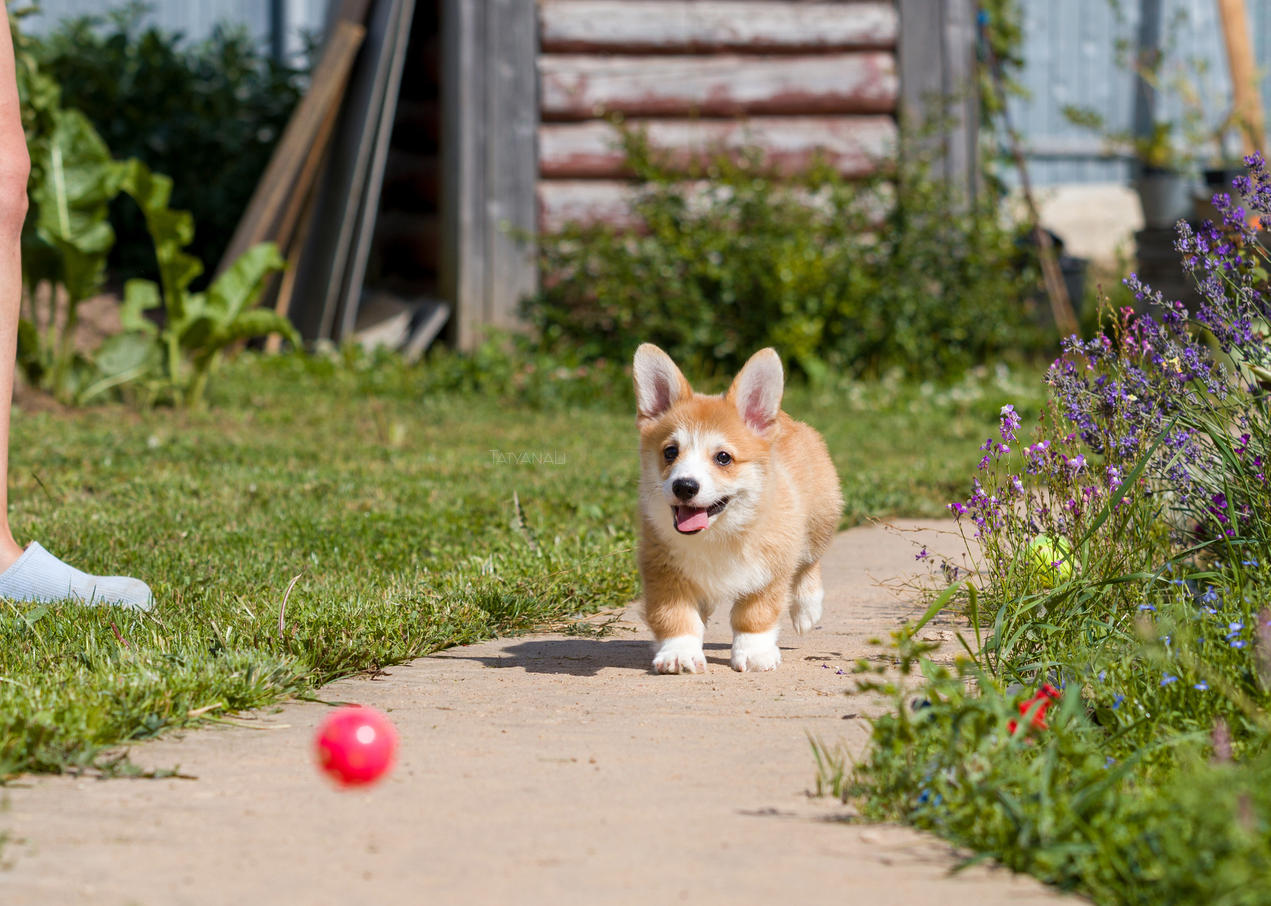 Вельш-корги пемброк. Фотограф — анималист Татьяна Ли