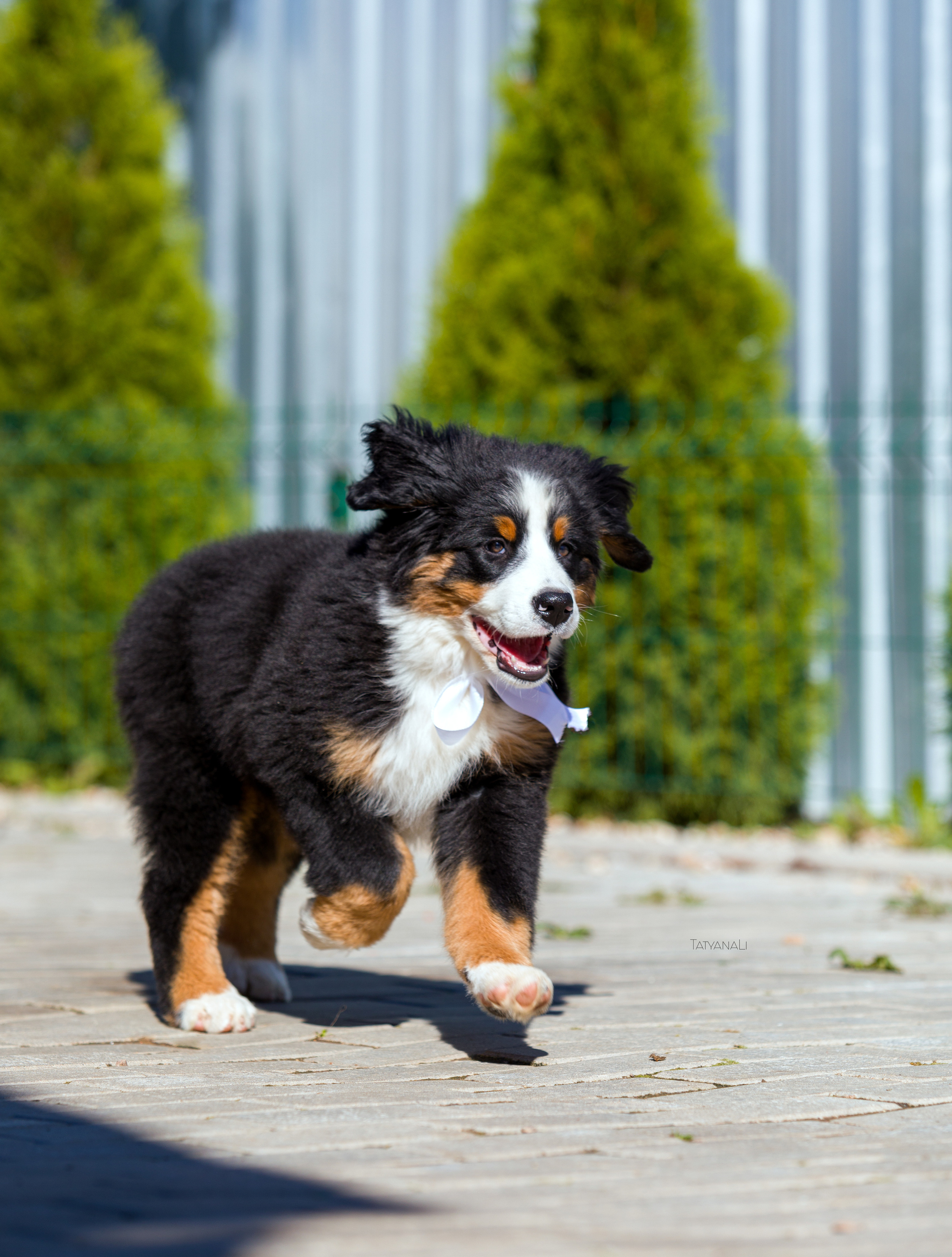 Ассорти. Фотограф — анималист Татьяна Ли