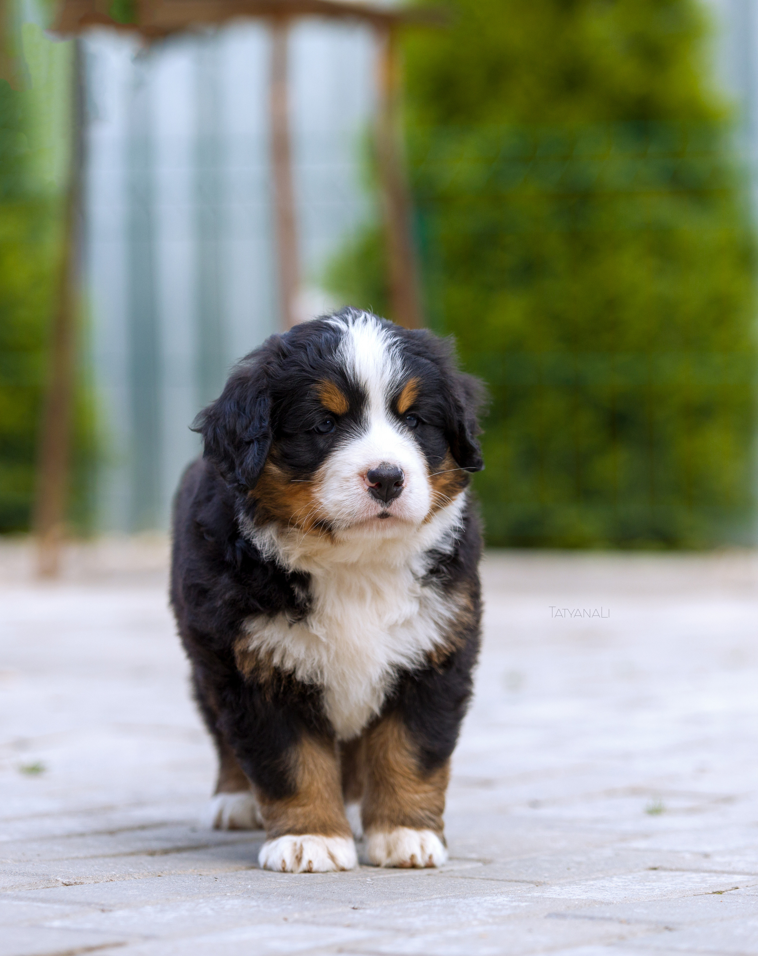 Бернский зенненхунд. Фотограф — анималист Татьяна Ли