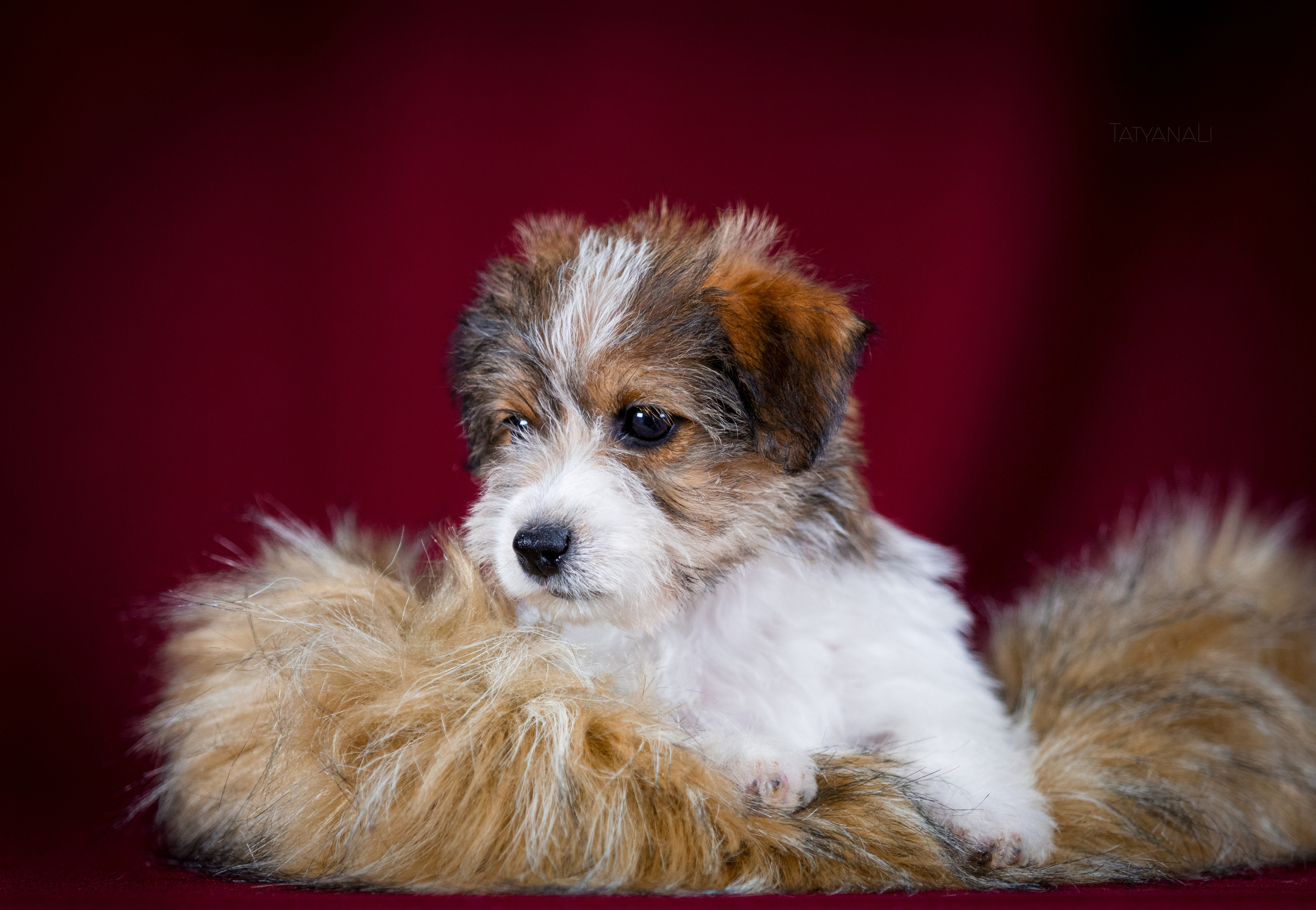 Джек-рассел-терьер. Фотограф — анималист Татьяна Ли