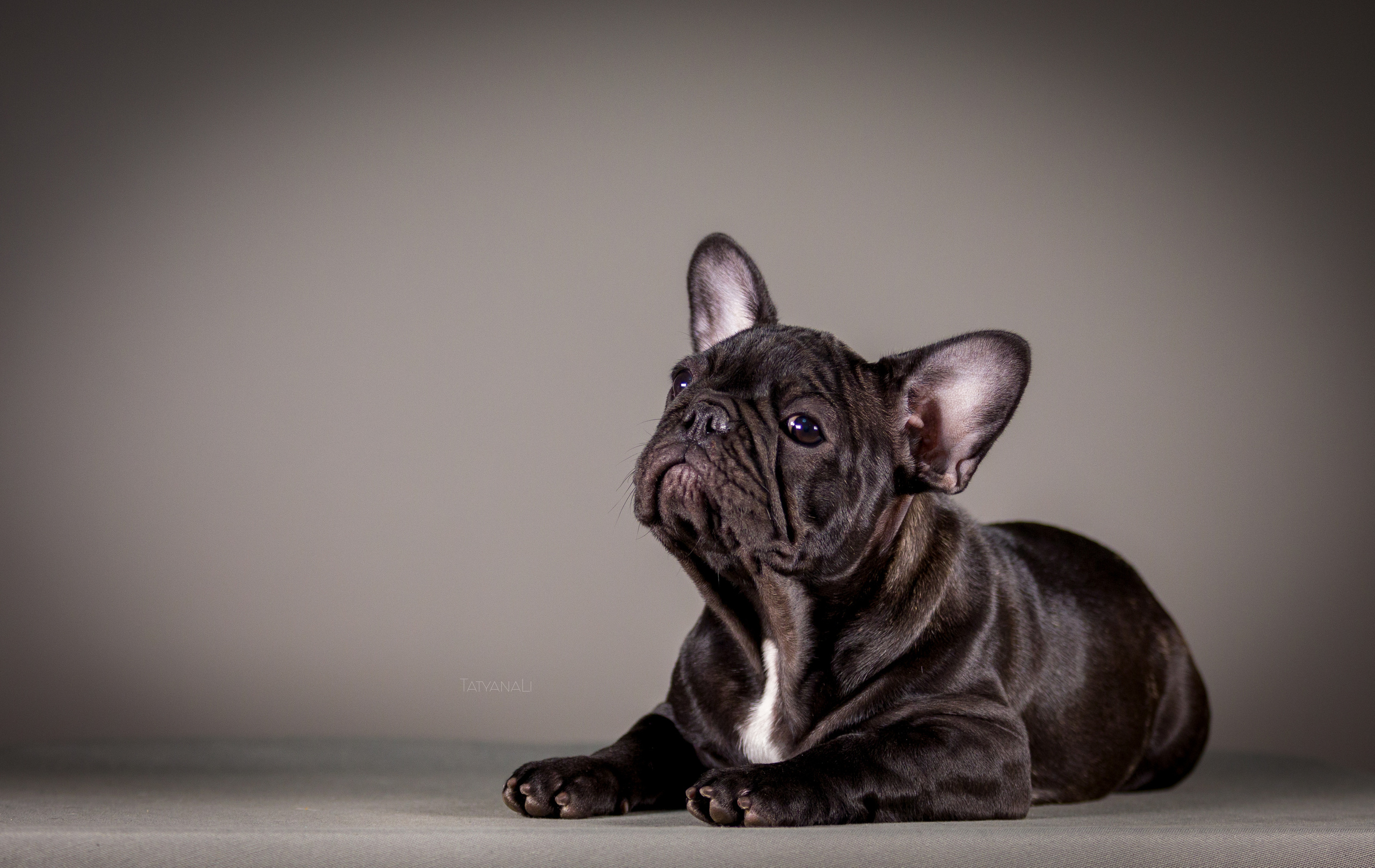 Французкий бульдог. Фотограф — анималист Татьяна Ли