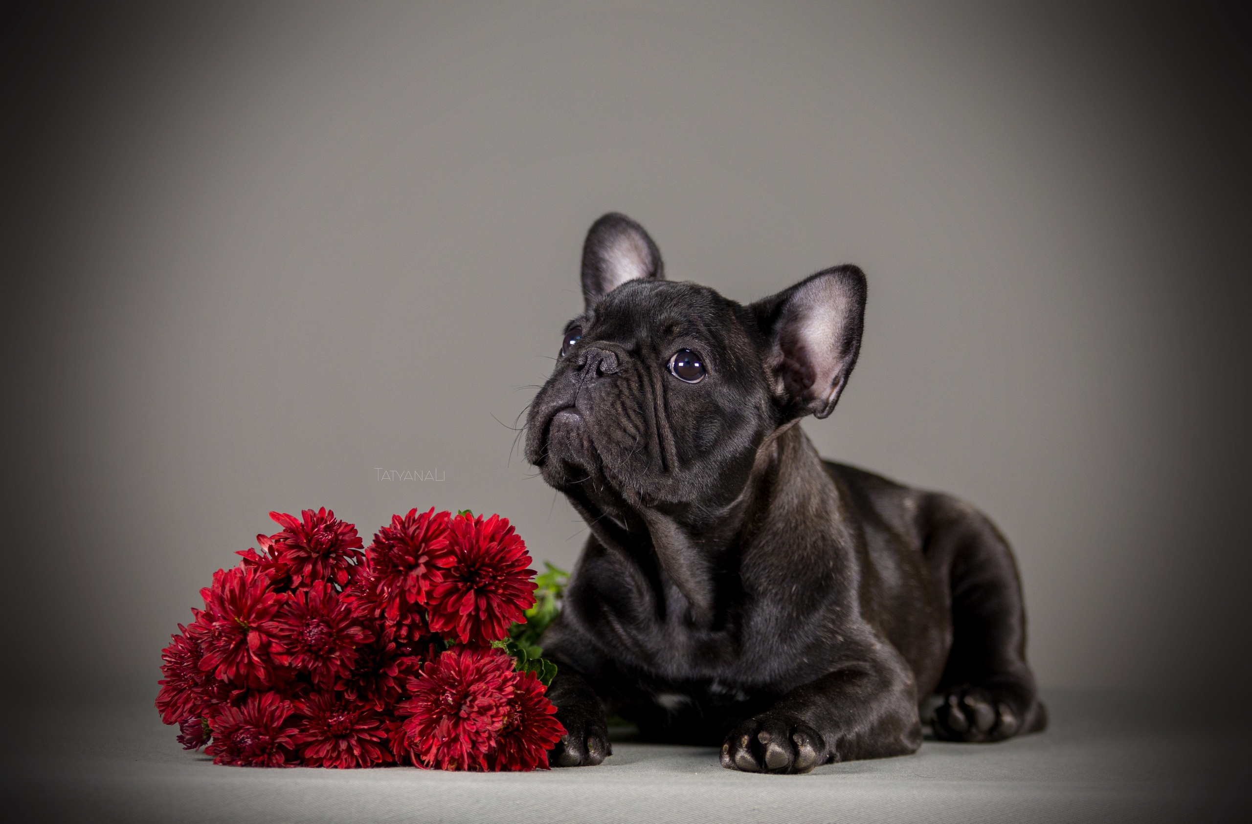 Французкий бульдог. Фотограф — анималист Татьяна Ли