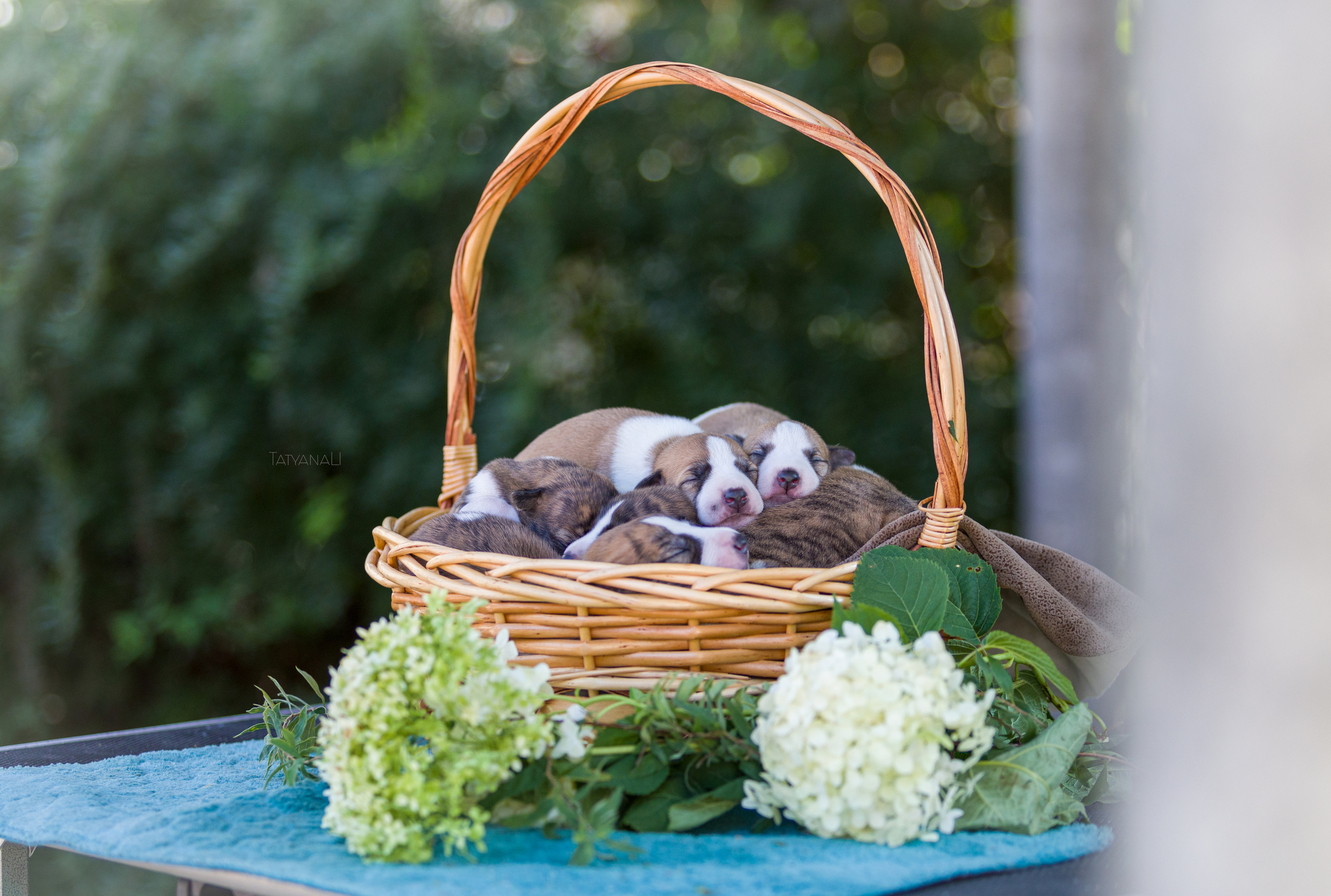 Уиппет. Фотограф — анималист Татьяна Ли