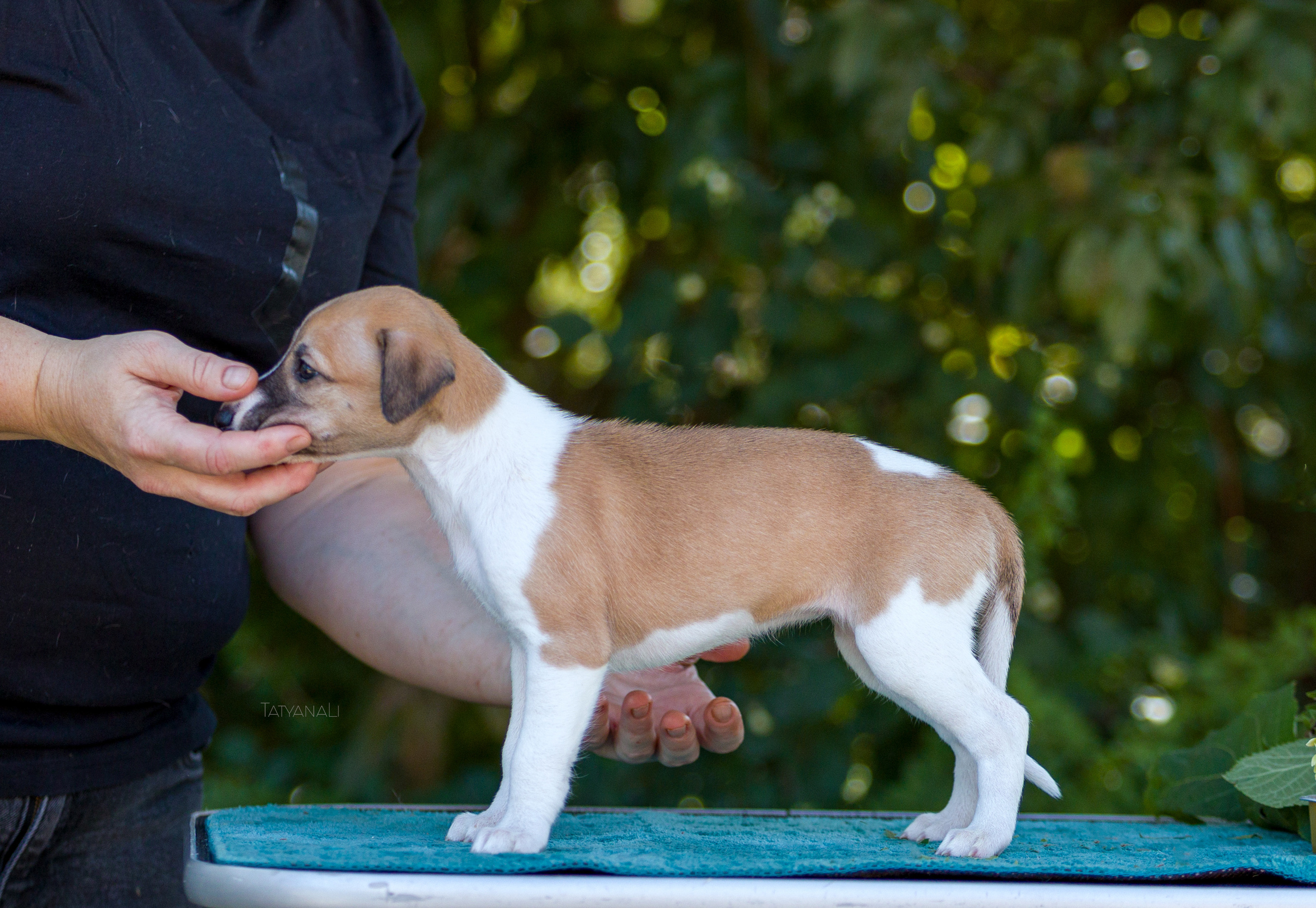 Уиппет. Фотограф — анималист Татьяна Ли