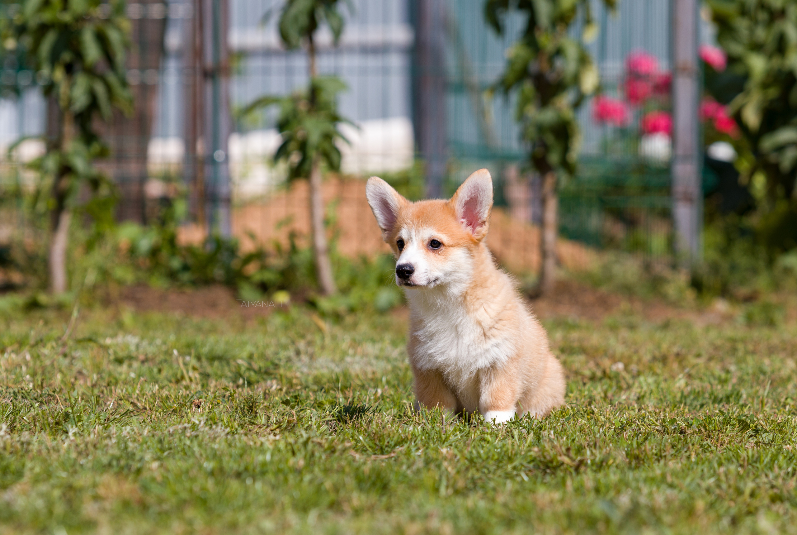 Вельш-корги пемброк. Фотограф — анималист Татьяна Ли