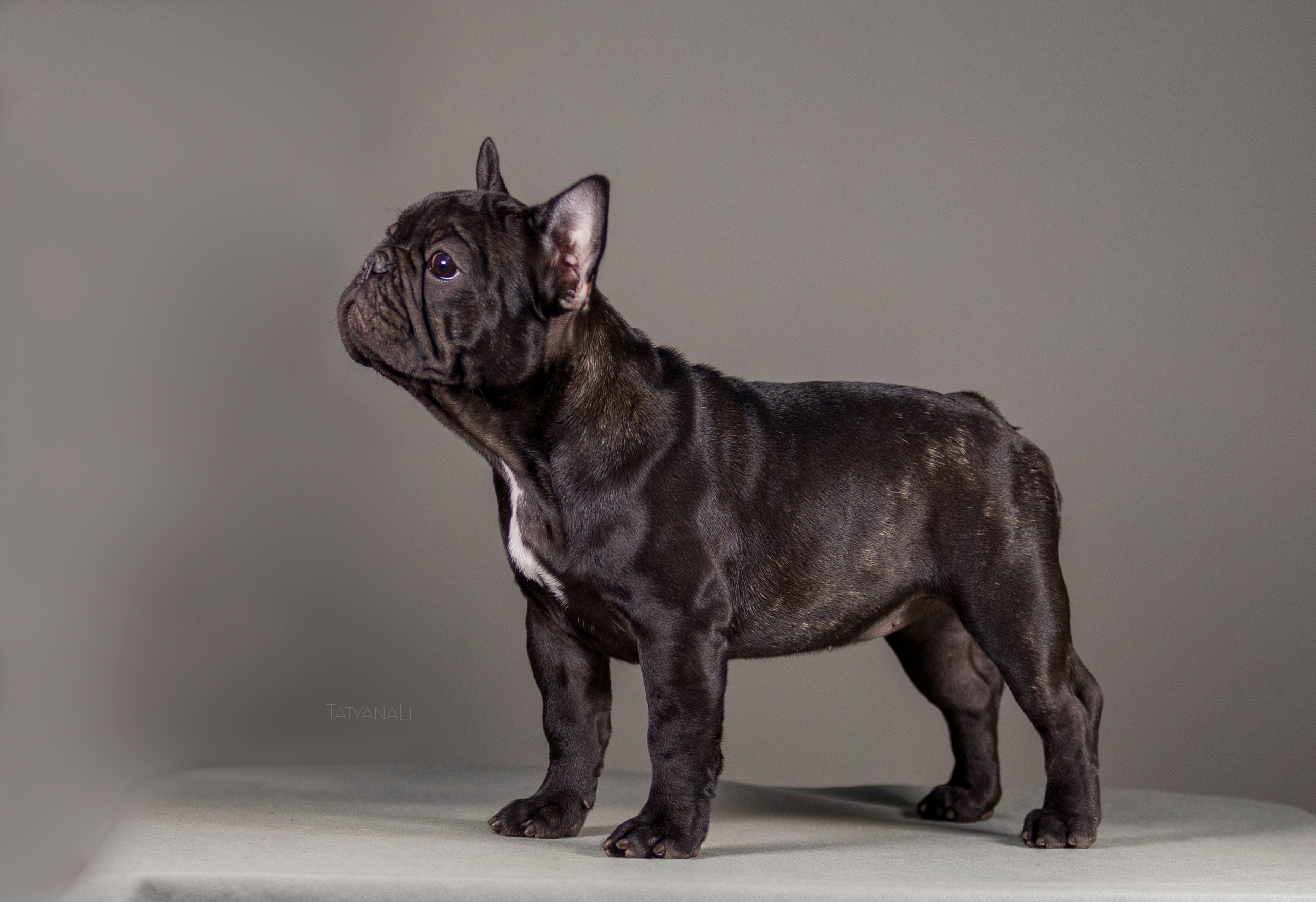Французкий бульдог. Фотограф — анималист Татьяна Ли