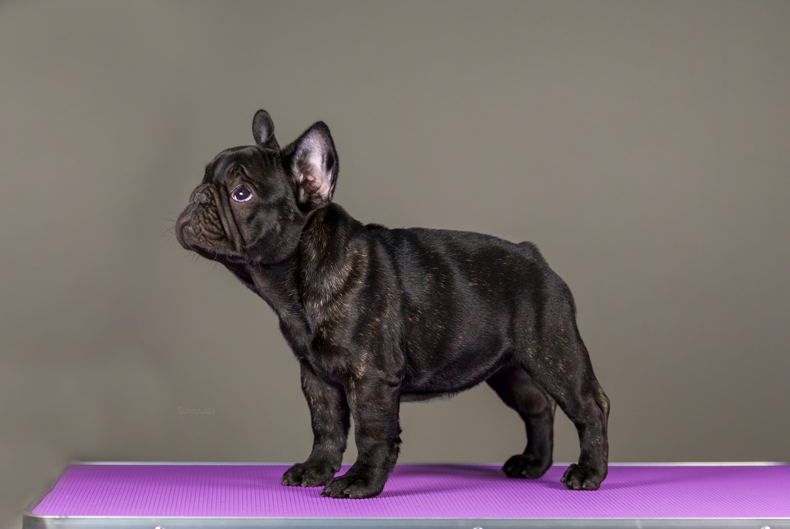 Французкий бульдог. Фотограф — анималист Татьяна Ли