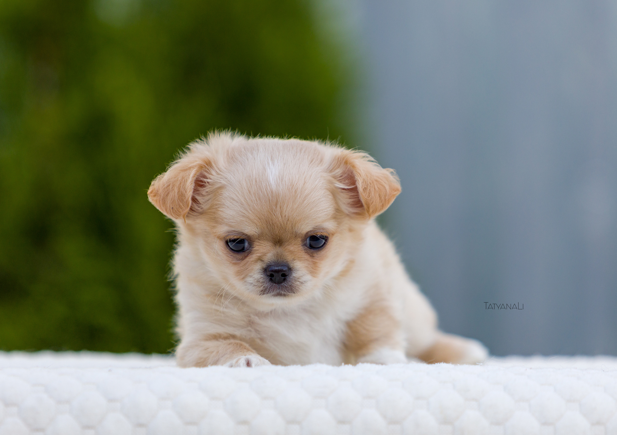 Чихуахуа дш. Фотограф — анималист Татьяна Ли