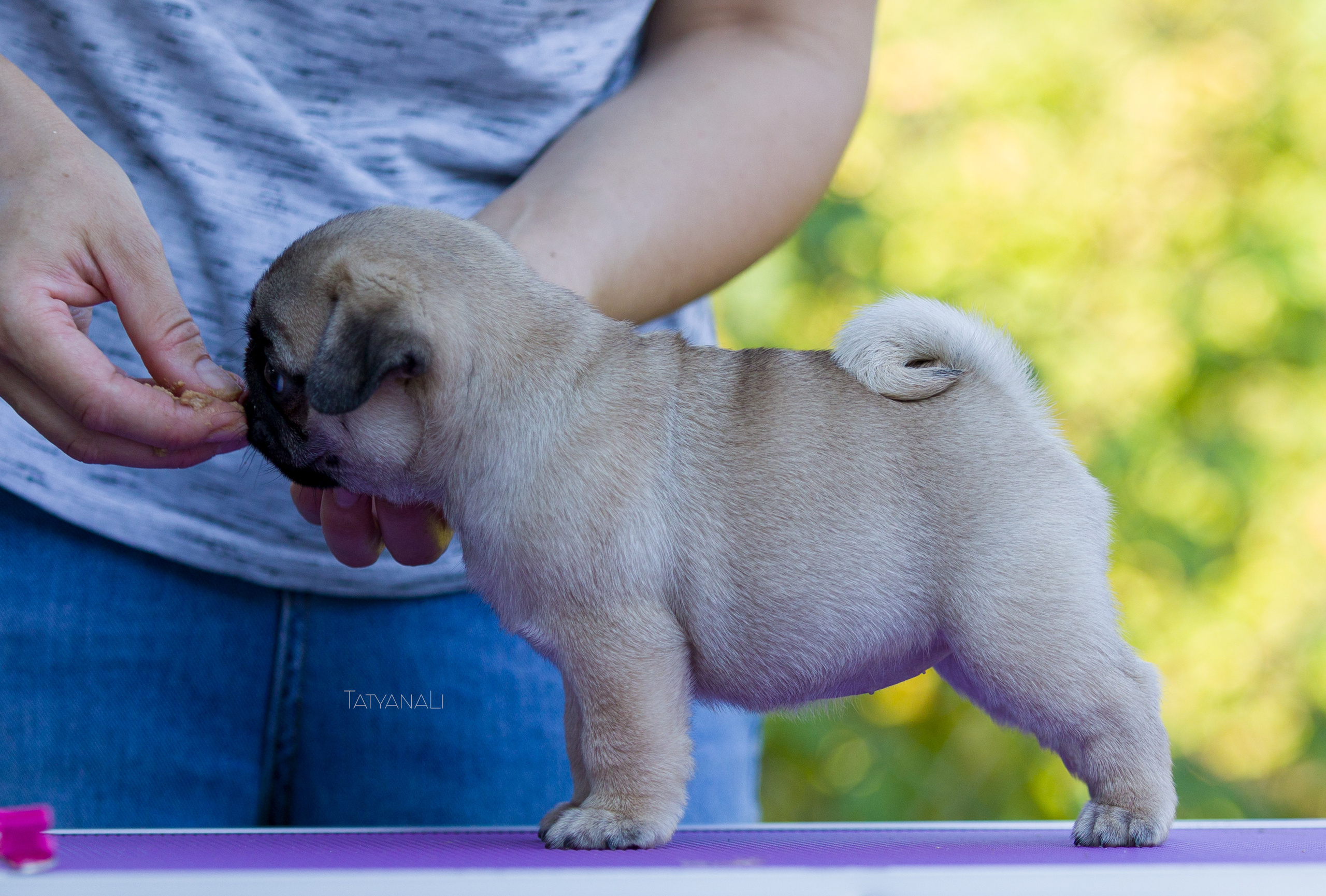 Мопс. Фотограф — анималист Татьяна Ли