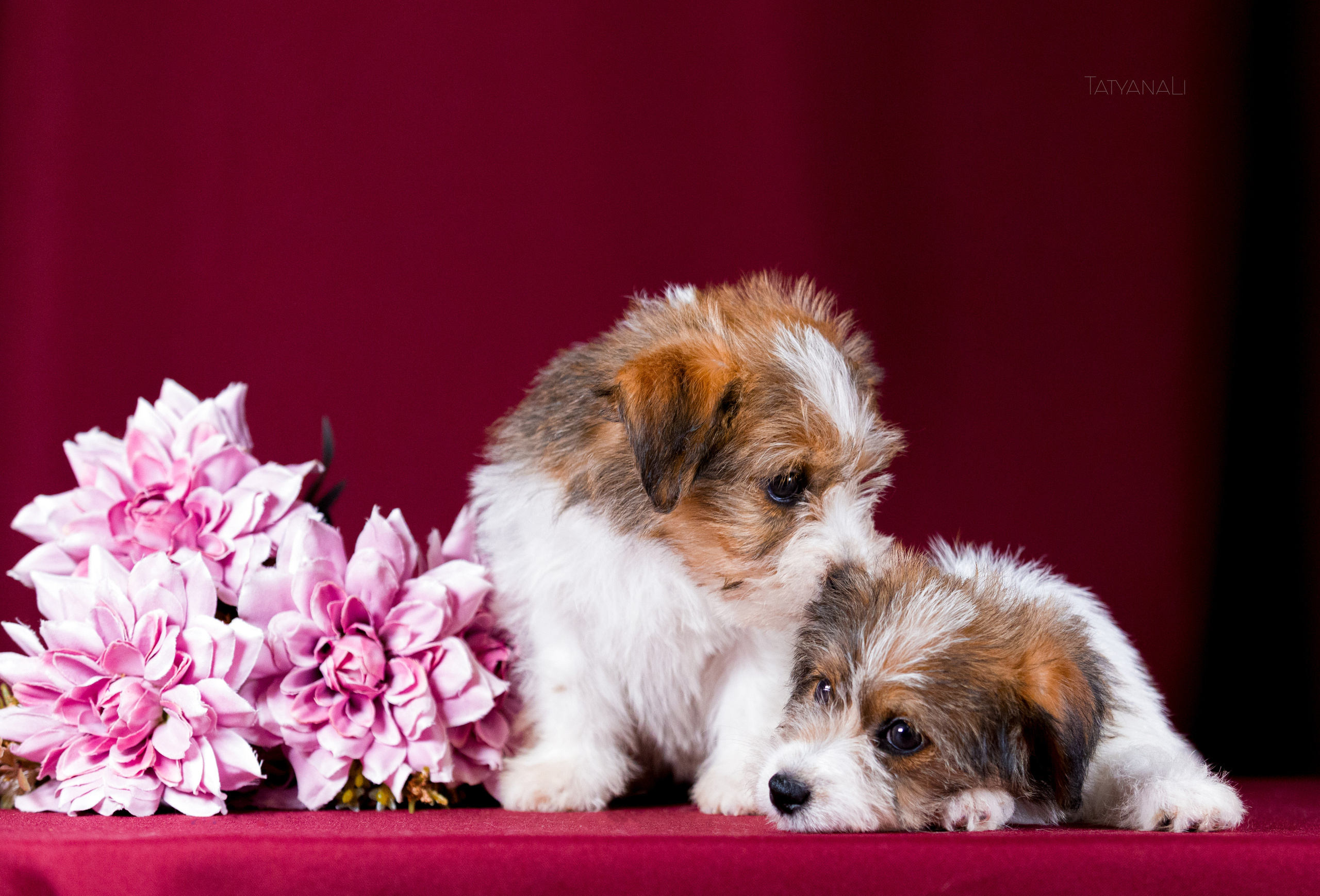 Джек-рассел-терьер. Фотограф — анималист Татьяна Ли