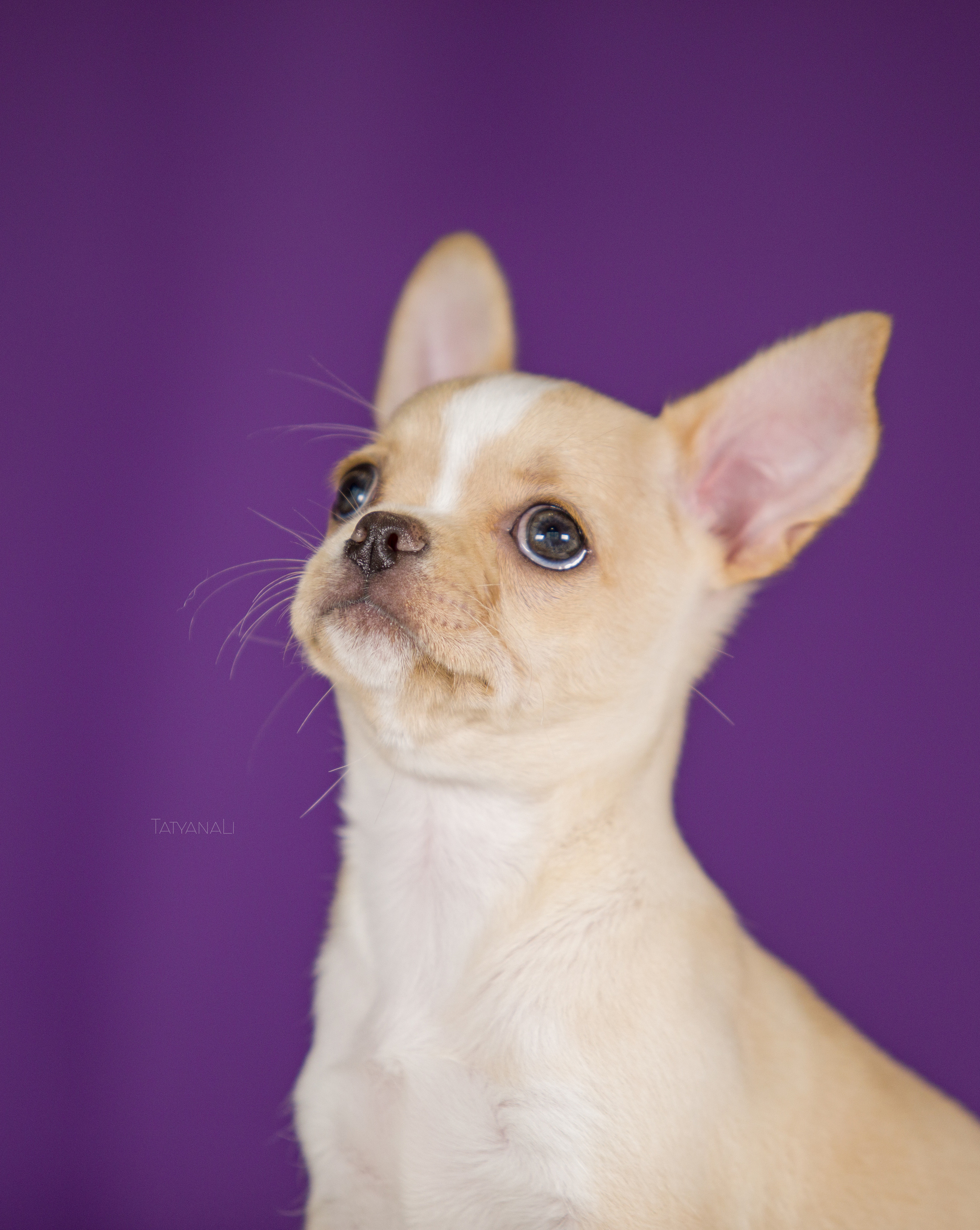 Чихуахуа. Фотограф — анималист Татьяна Ли