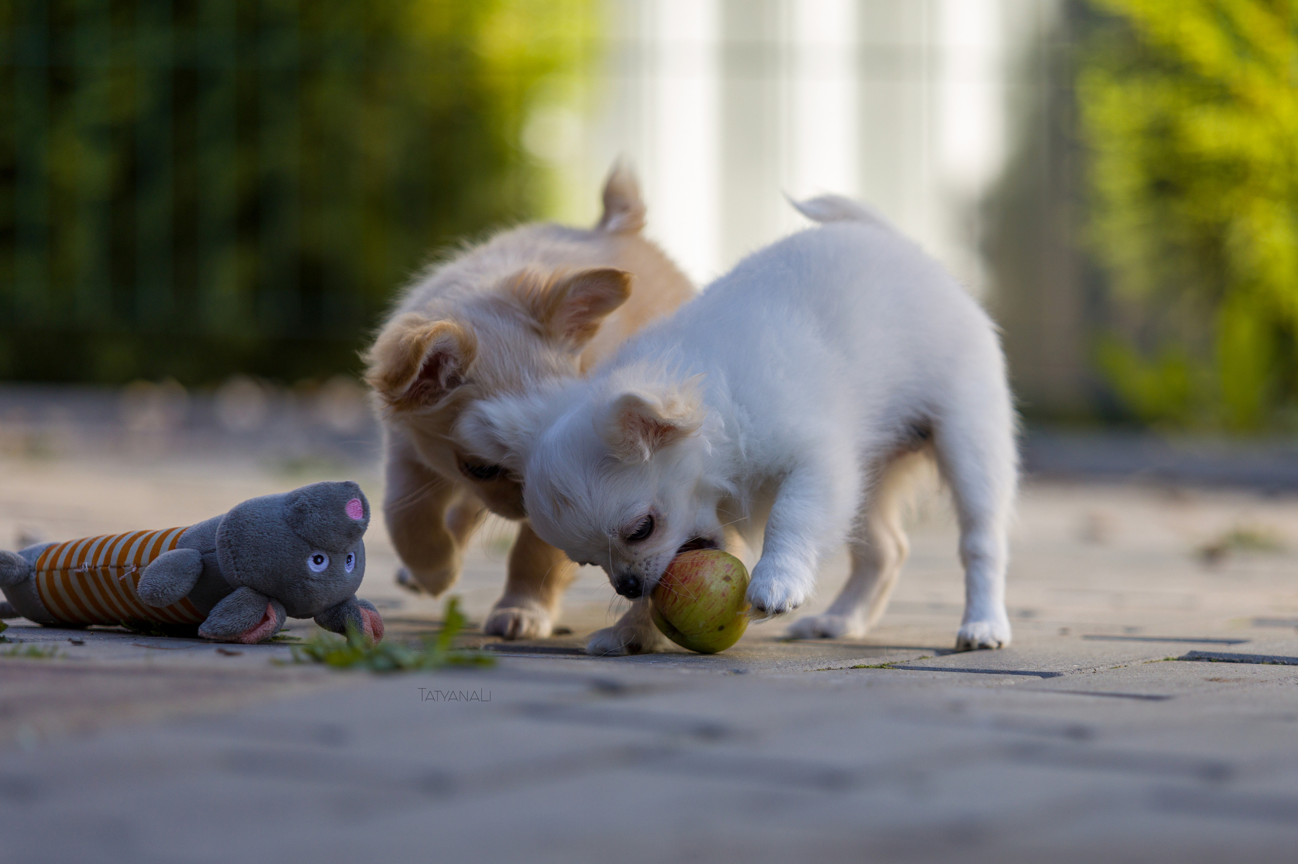 Ассорти. Фотограф — анималист Татьяна Ли