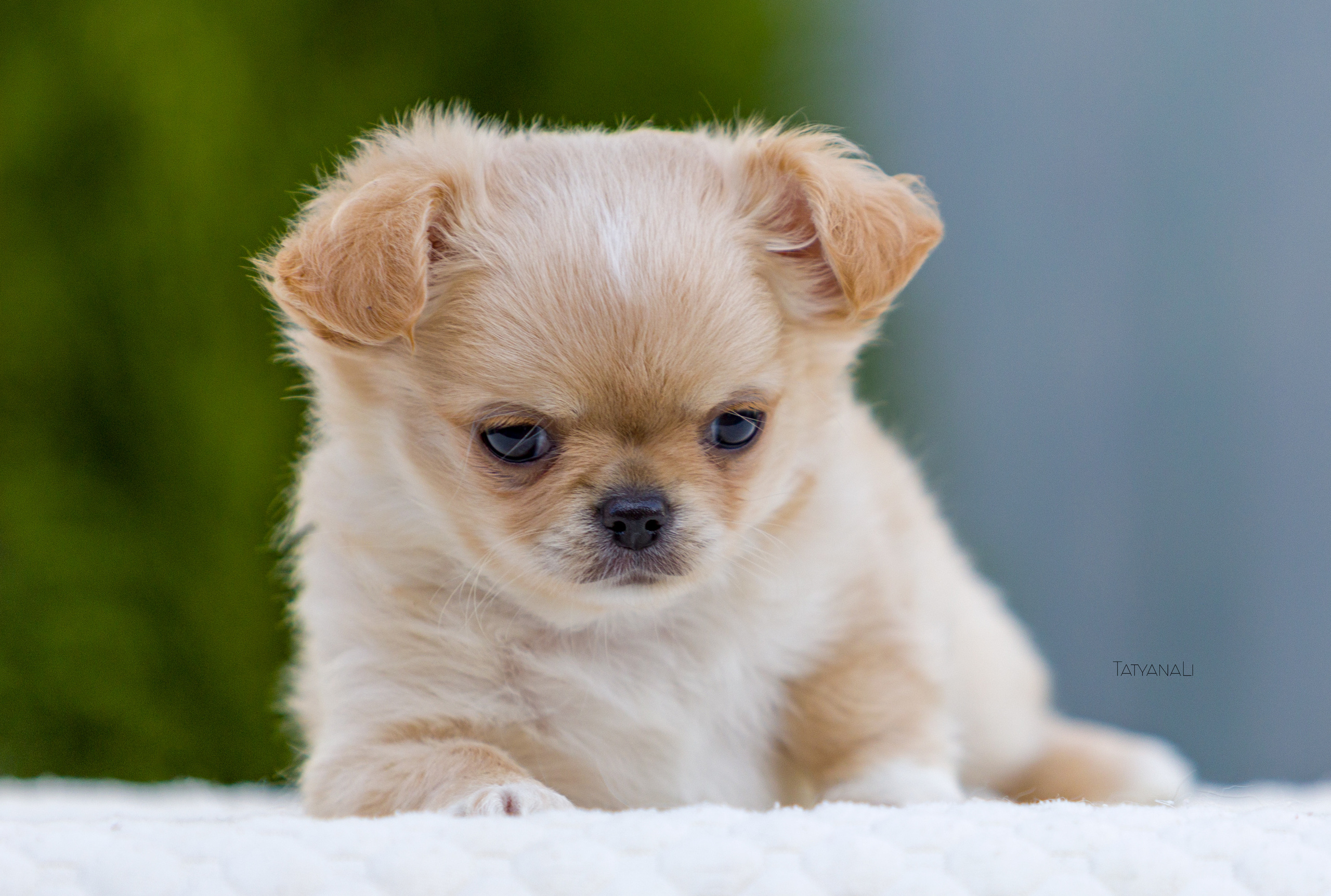 Чихуахуа дш. Фотограф — анималист Татьяна Ли