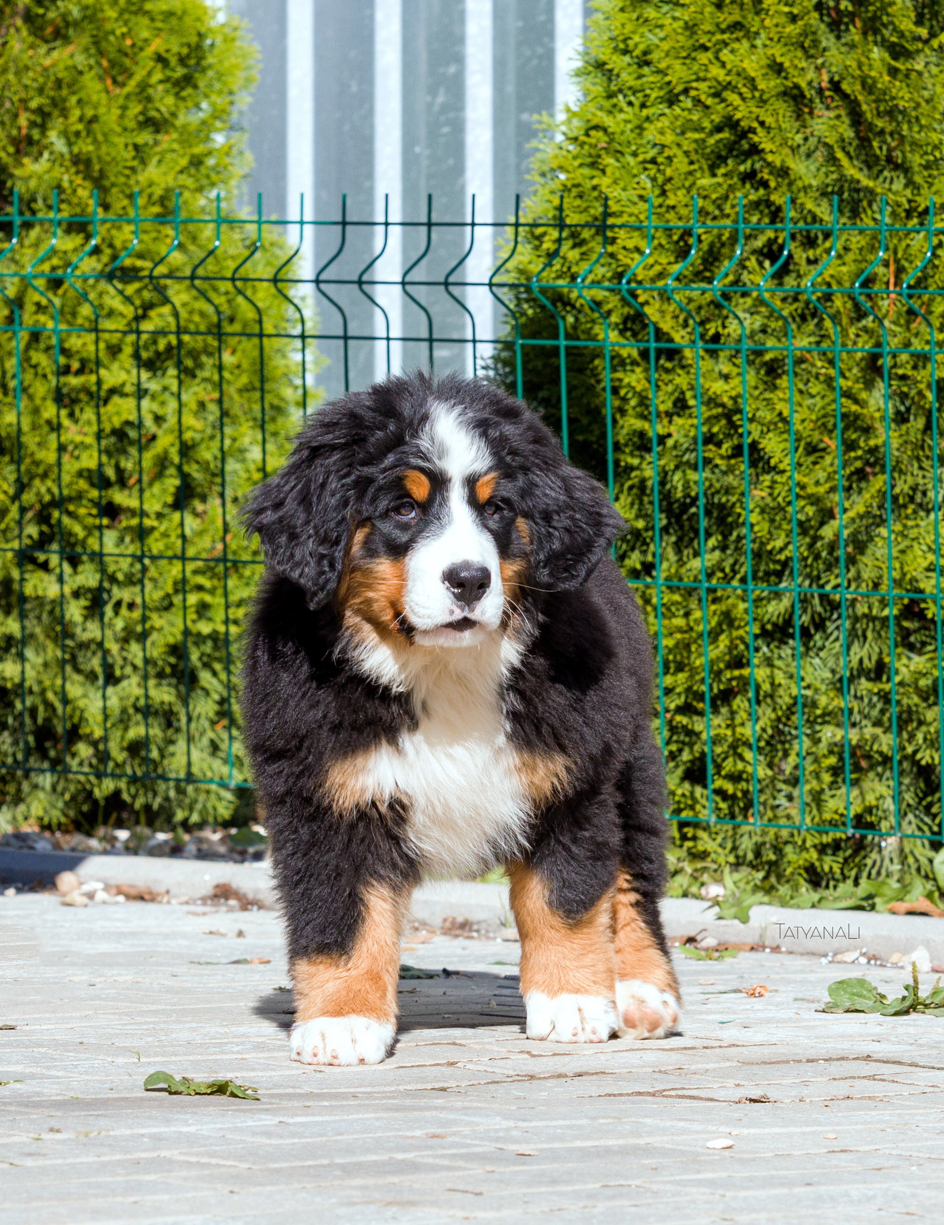 Ассорти. Фотограф — анималист Татьяна Ли