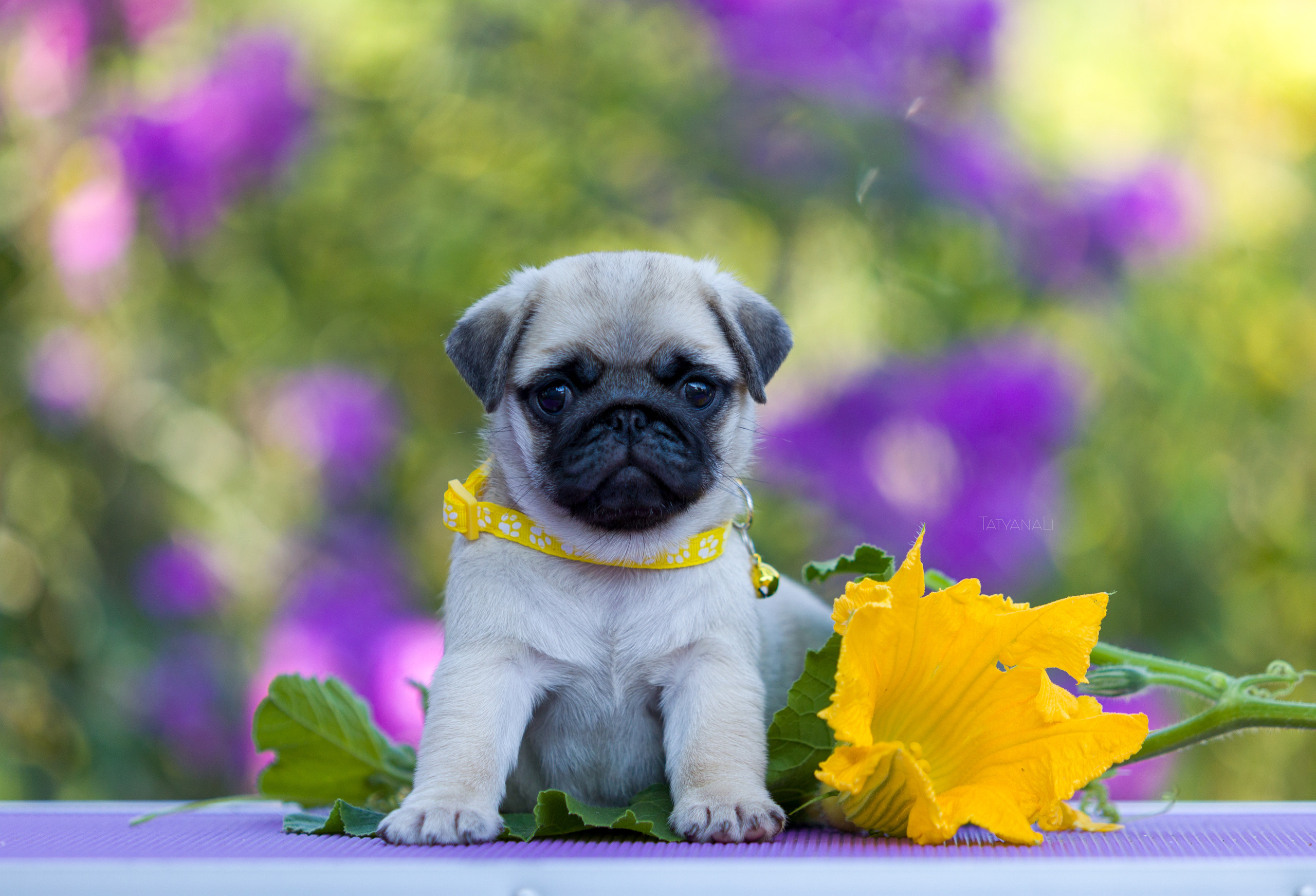 Мопс. Фотограф — анималист Татьяна Ли