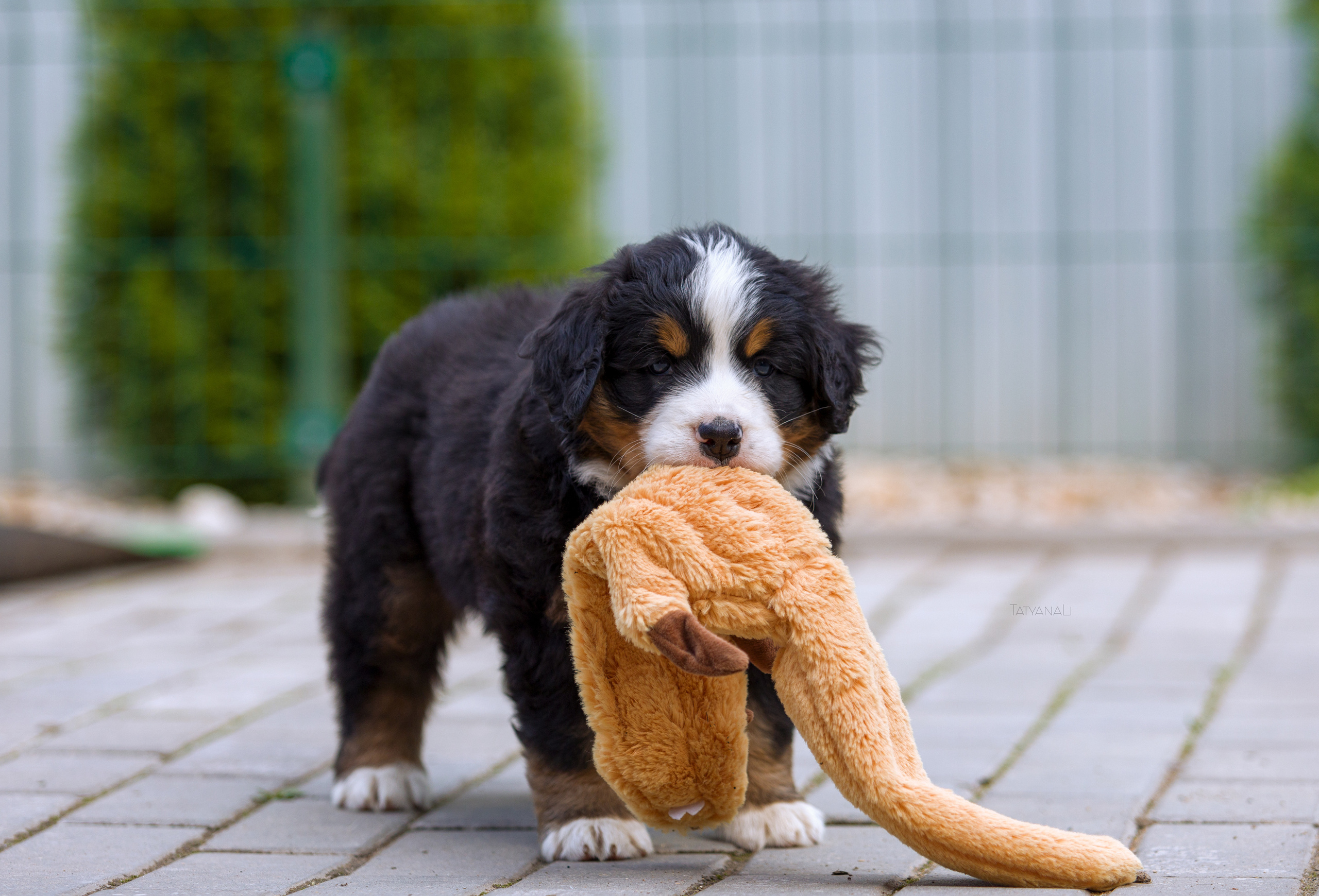 Бернский зенненхунд. Фотограф — анималист Татьяна Ли