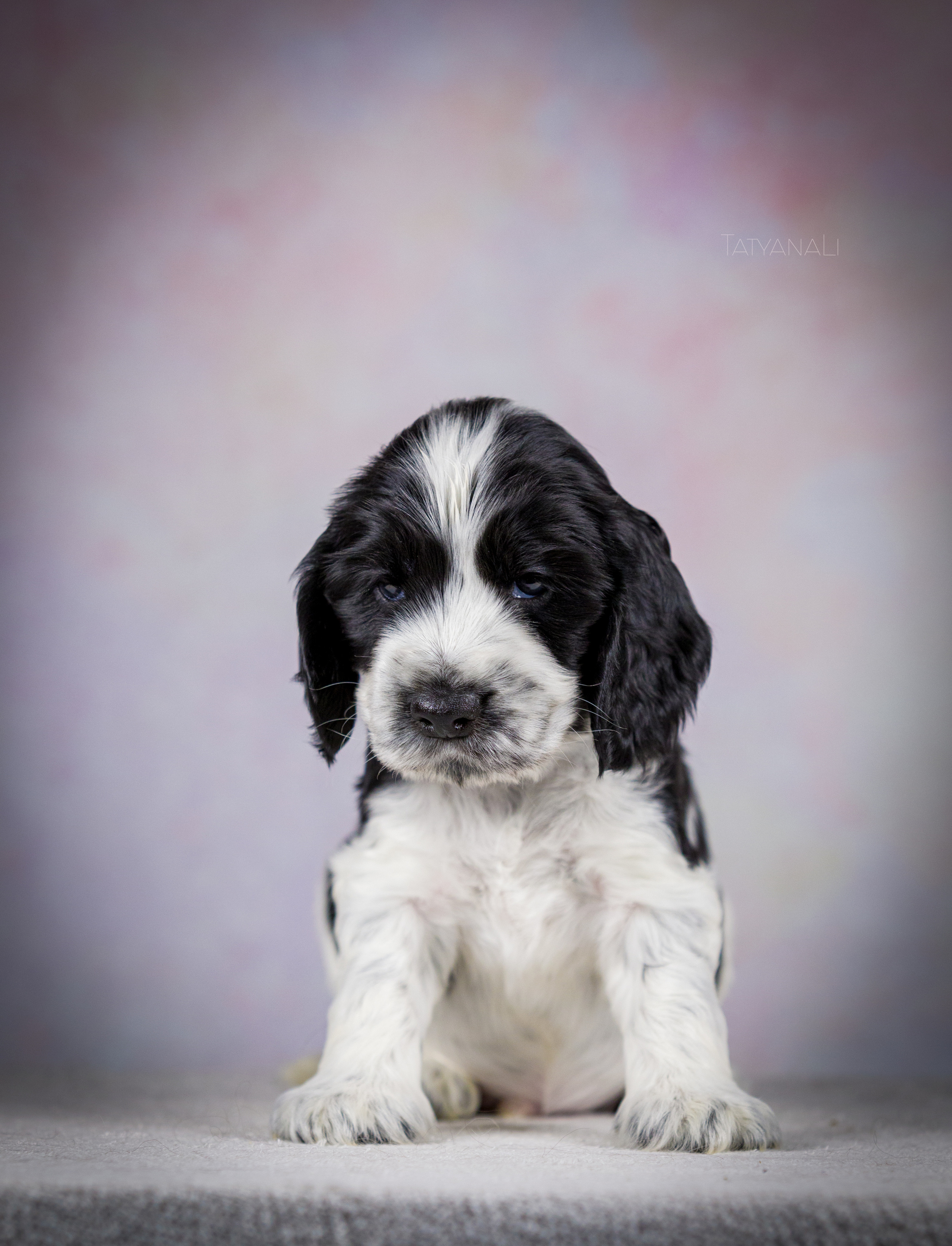 Английский кокер-спаниель. Фотограф — анималист Татьяна Ли