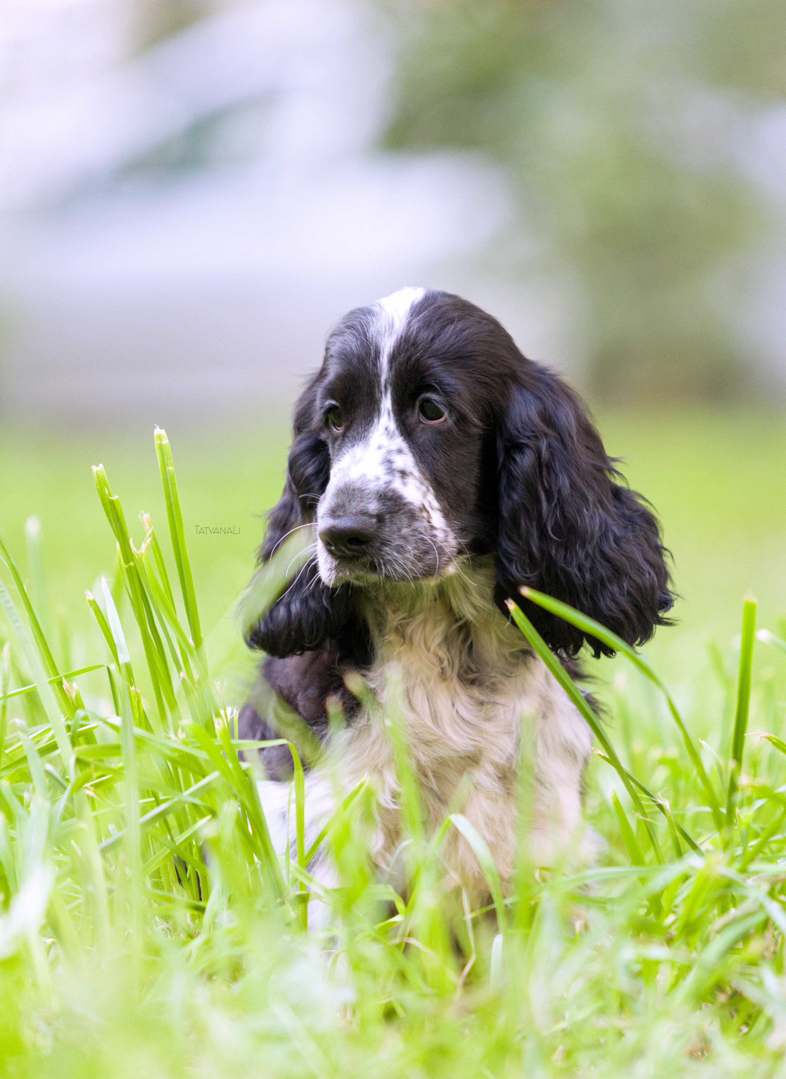 Английский кокер-спаниель. Фотограф — анималист Татьяна Ли
