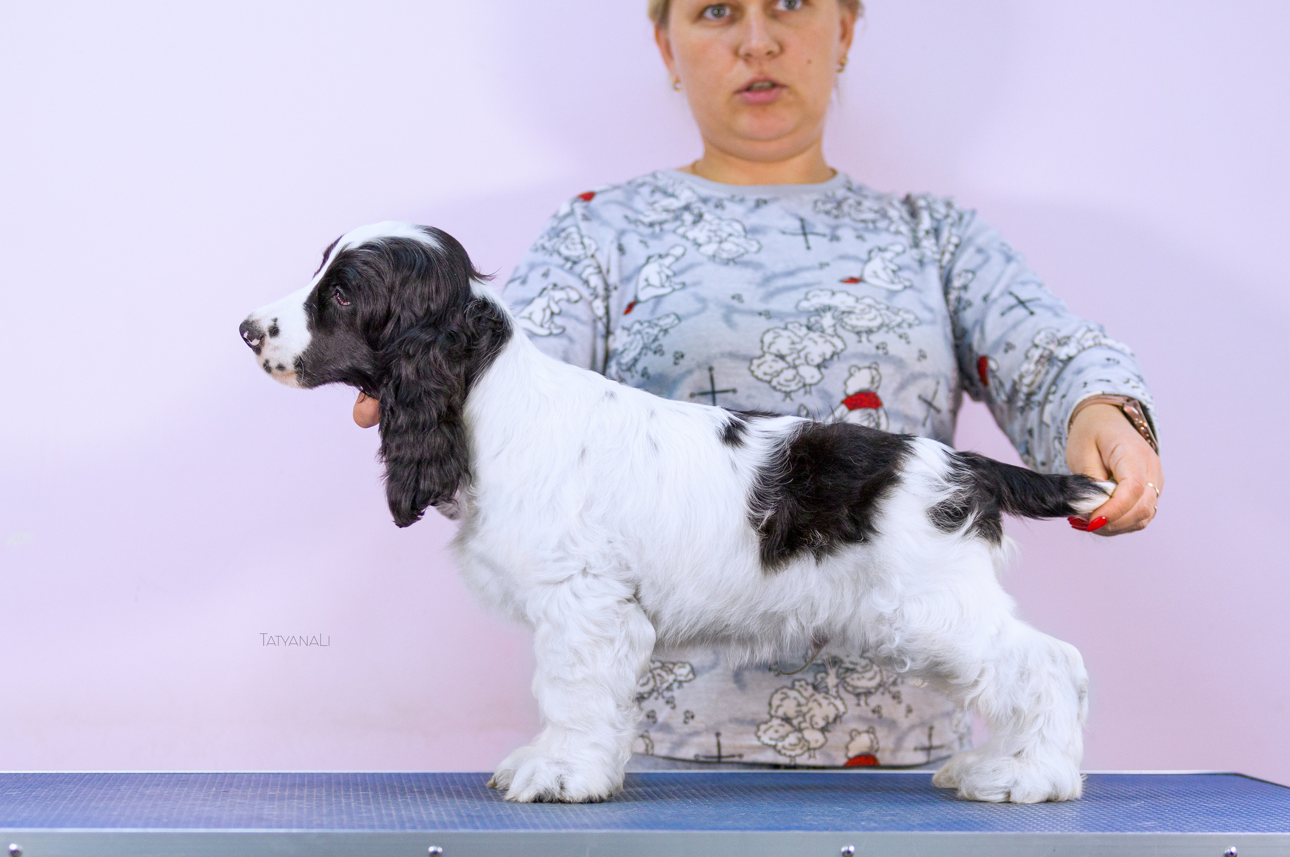 Английский кокер-спаниель. Фотограф — анималист Татьяна Ли