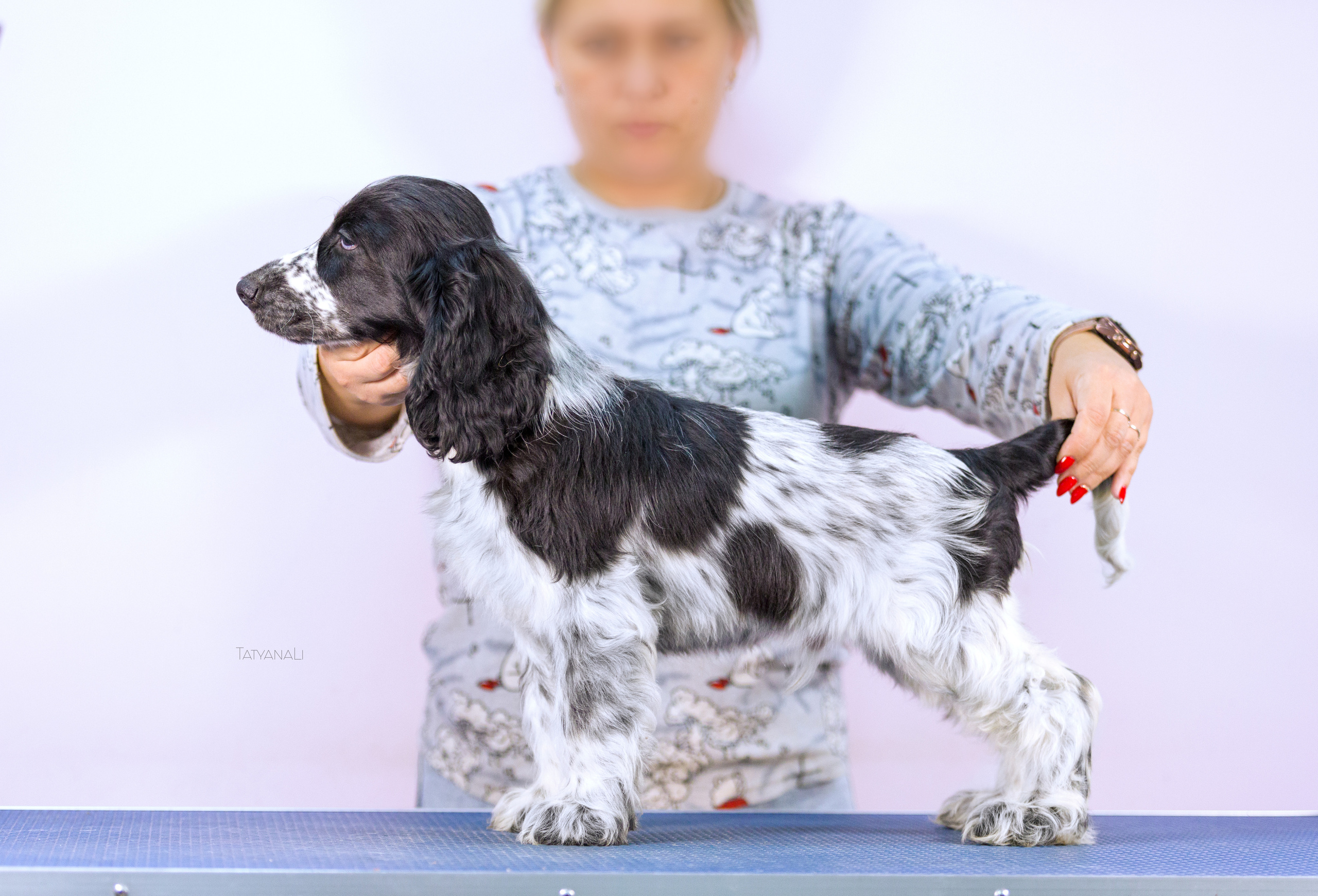 Английский кокер-спаниель. Фотограф — анималист Татьяна Ли