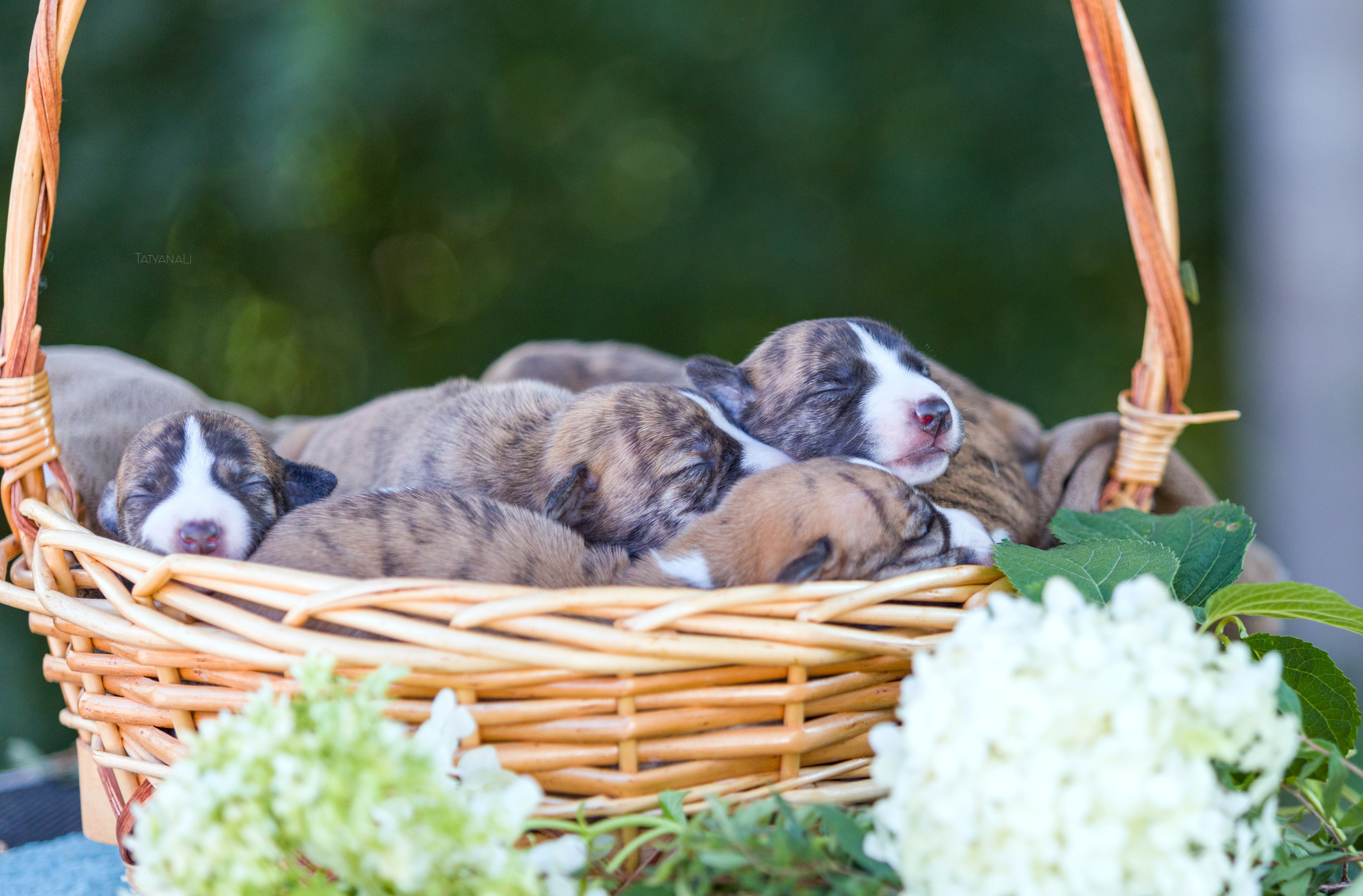 Уиппет. Фотограф — анималист Татьяна Ли