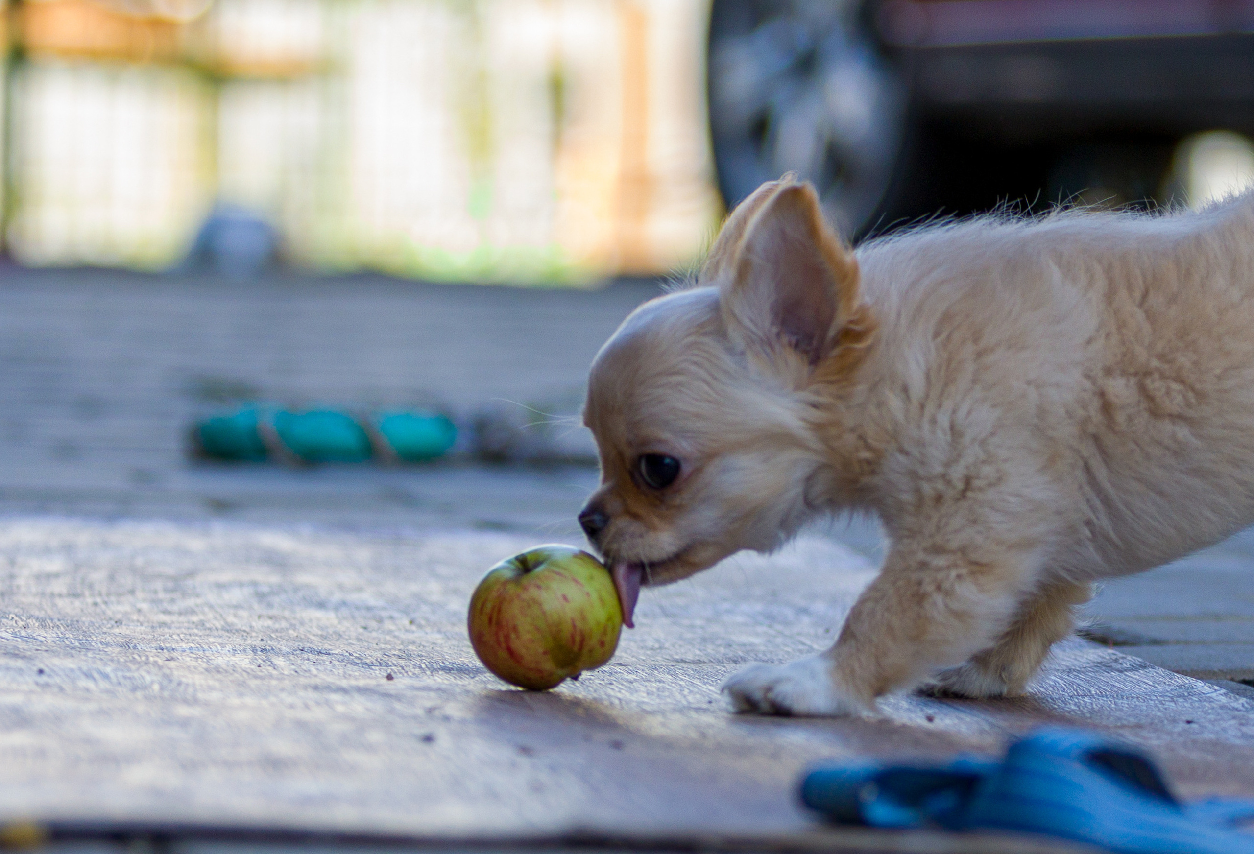 Ассорти. Фотограф — анималист Татьяна Ли