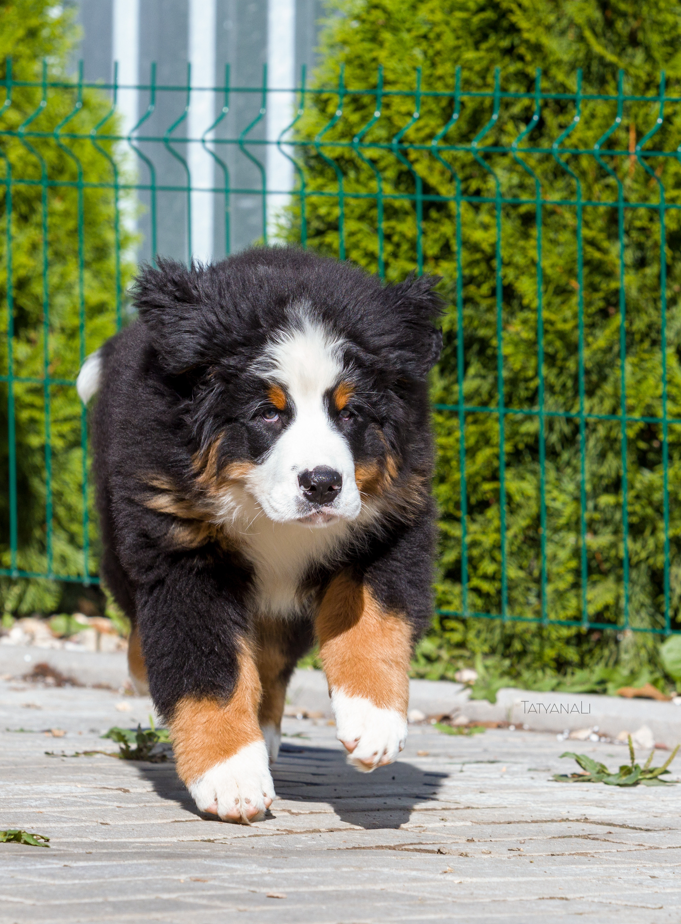 Ассорти. Фотограф — анималист Татьяна Ли