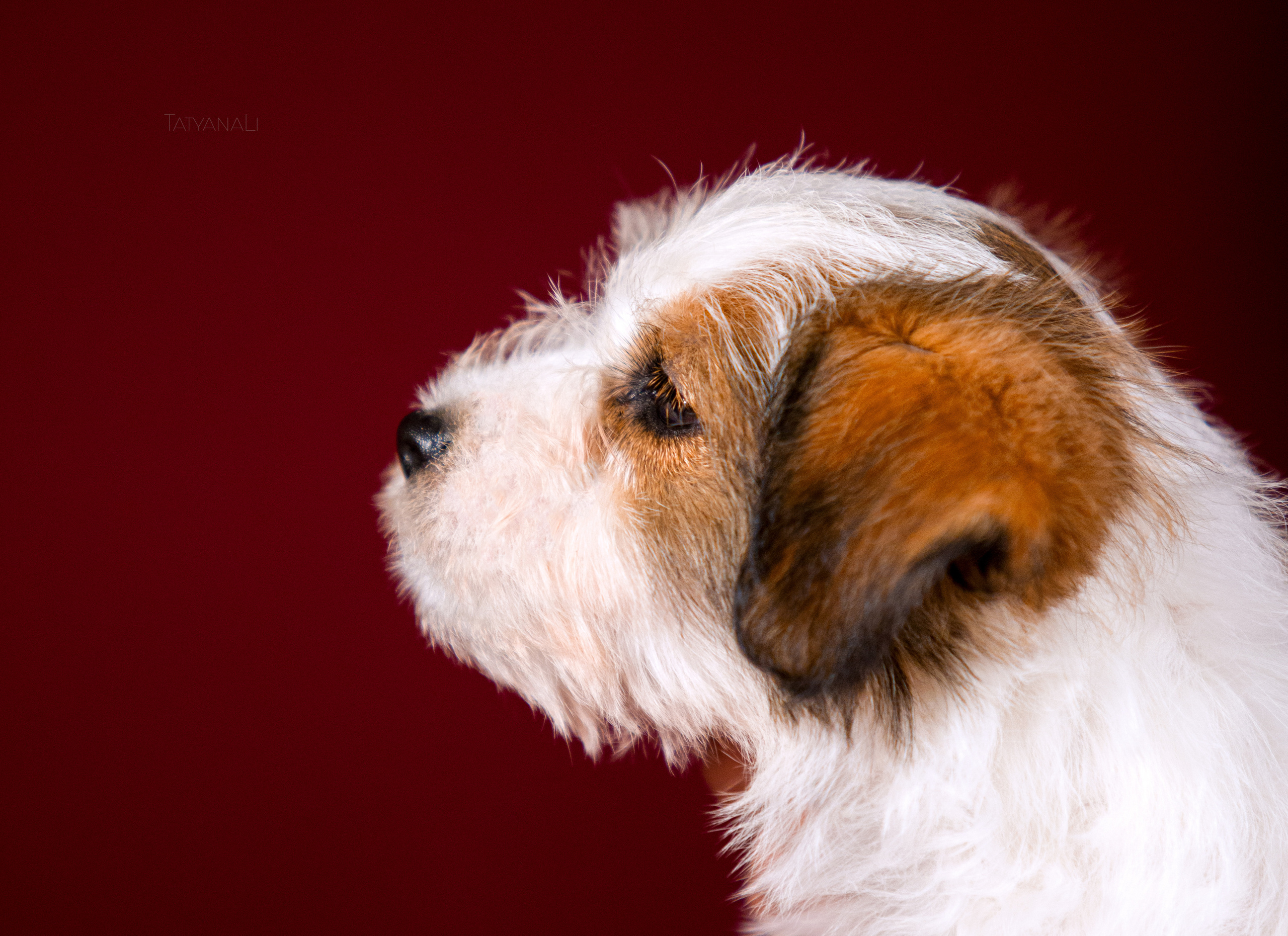 Джек-рассел-терьер. Фотограф — анималист Татьяна Ли